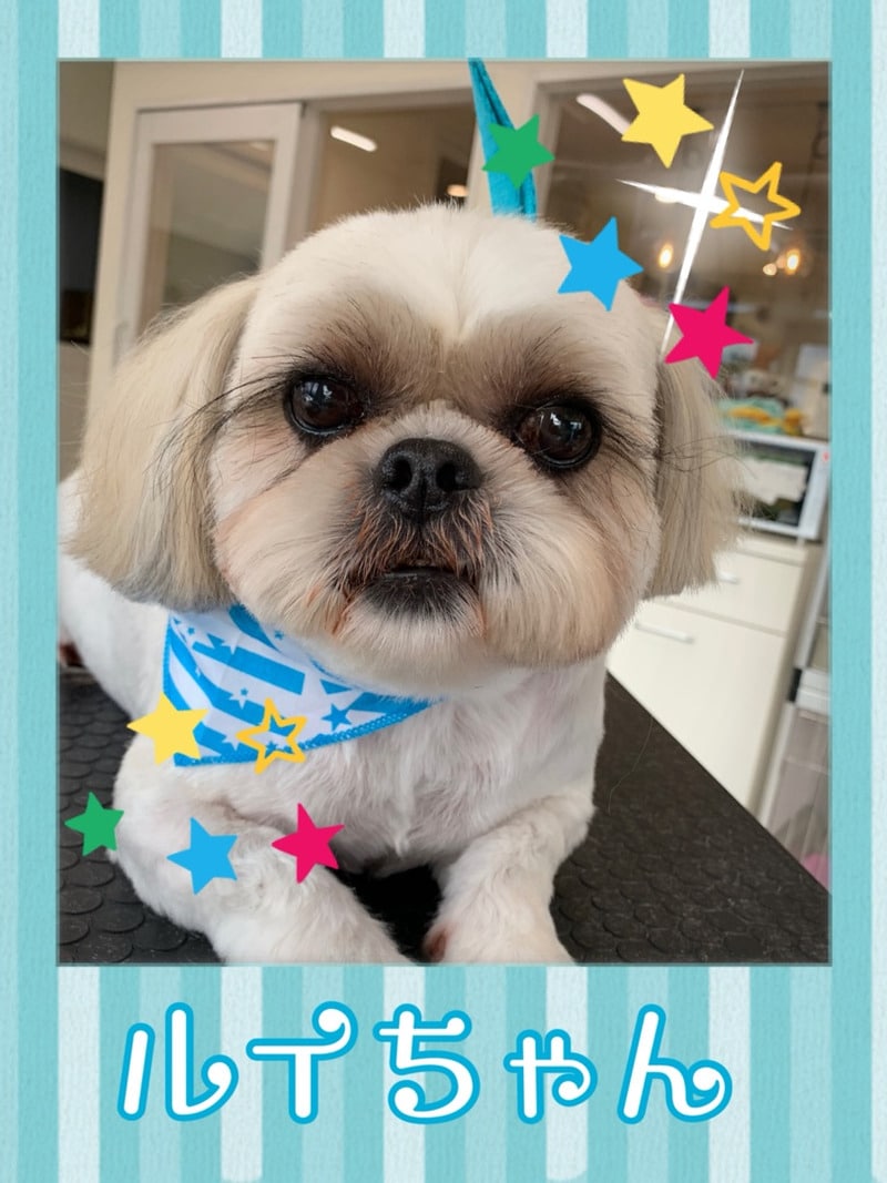 Anjing papan nama "Louis"