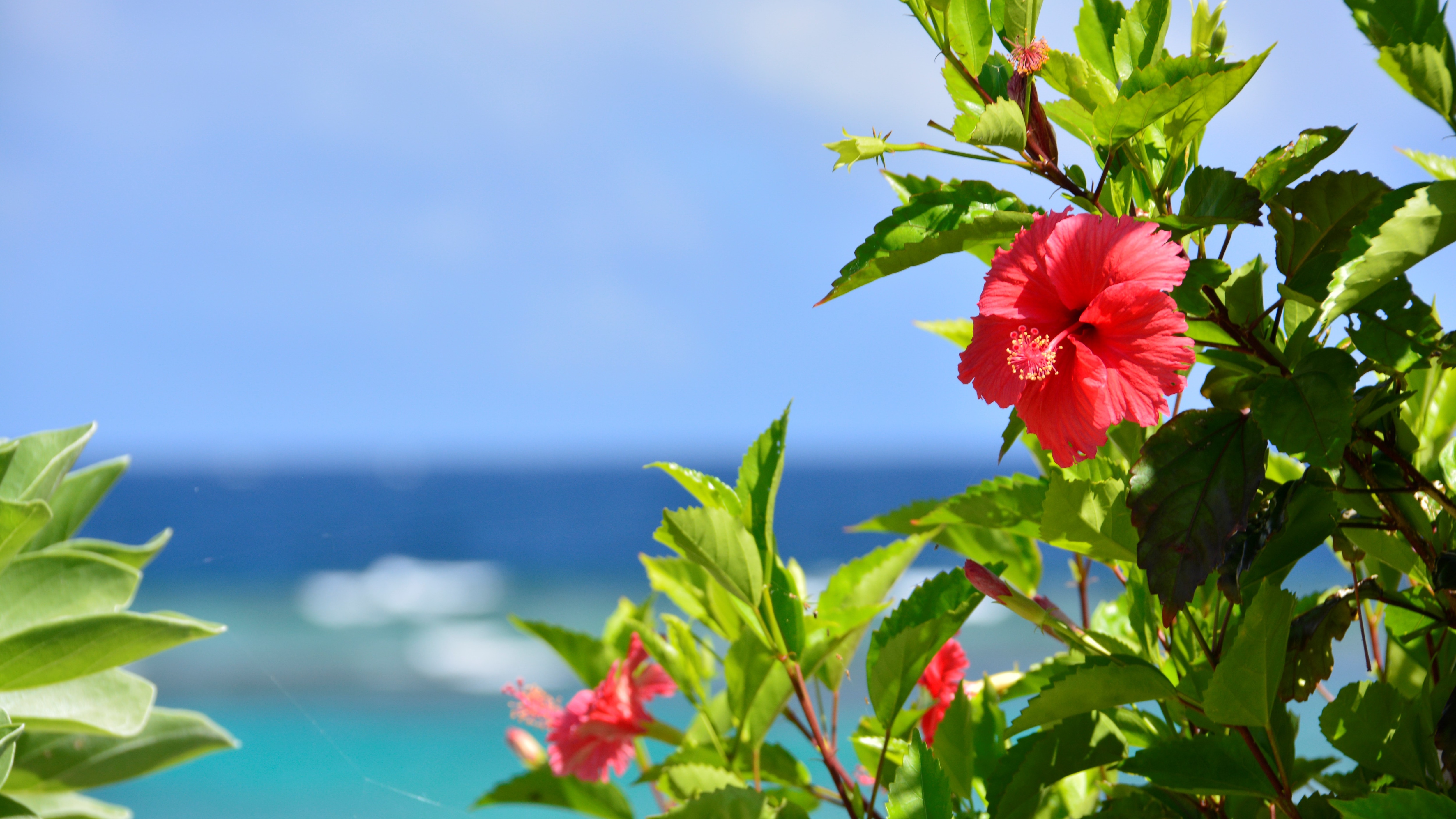 [Pantai Shigira (di dalam resor)] Bunga Hibiscus Bahasa: Keindahan dan keberanian yang selalu baru
