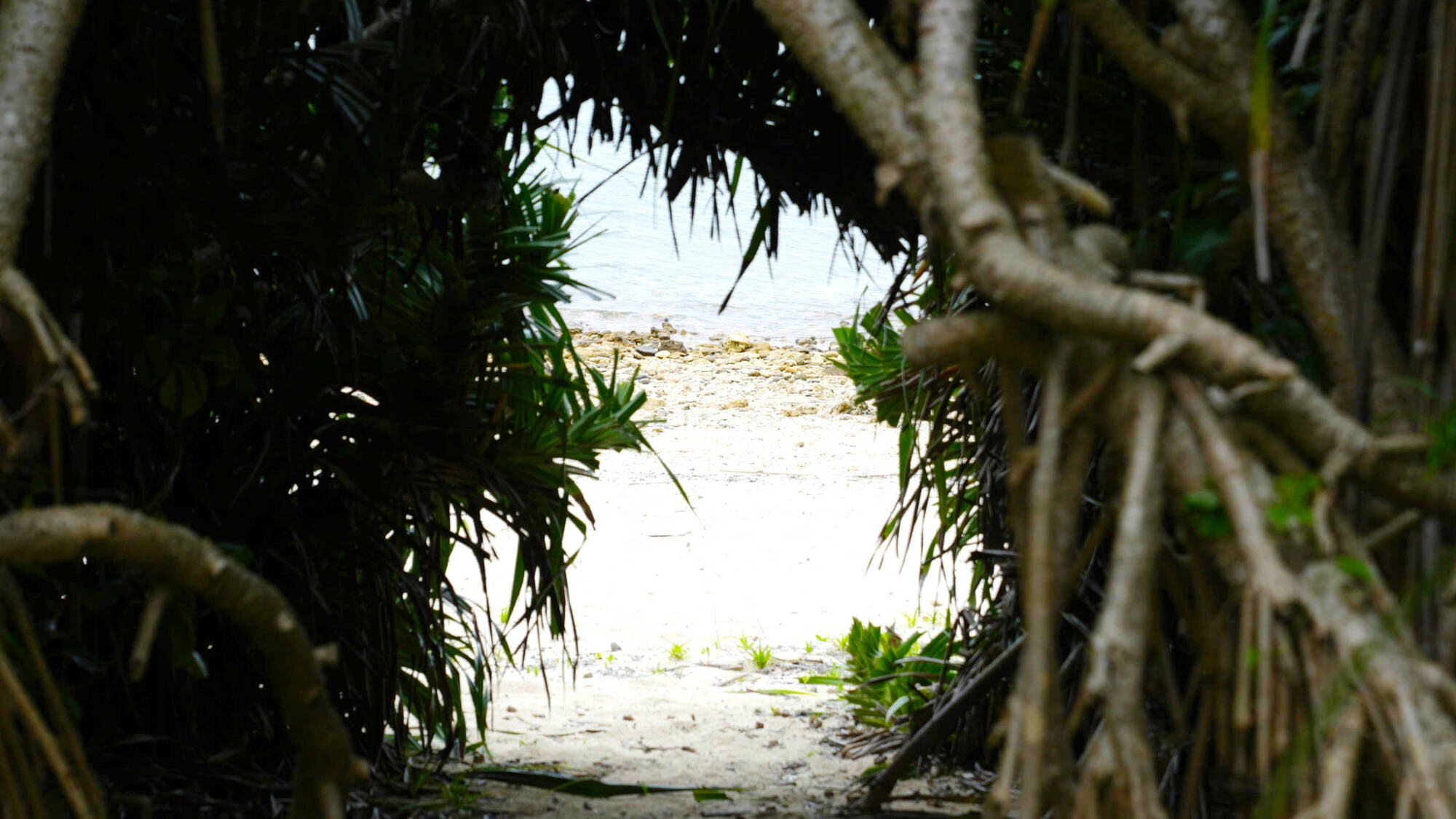 Lingkungan sekitar : Jalan setapak yang ditumbuhi pohon Pandanus
