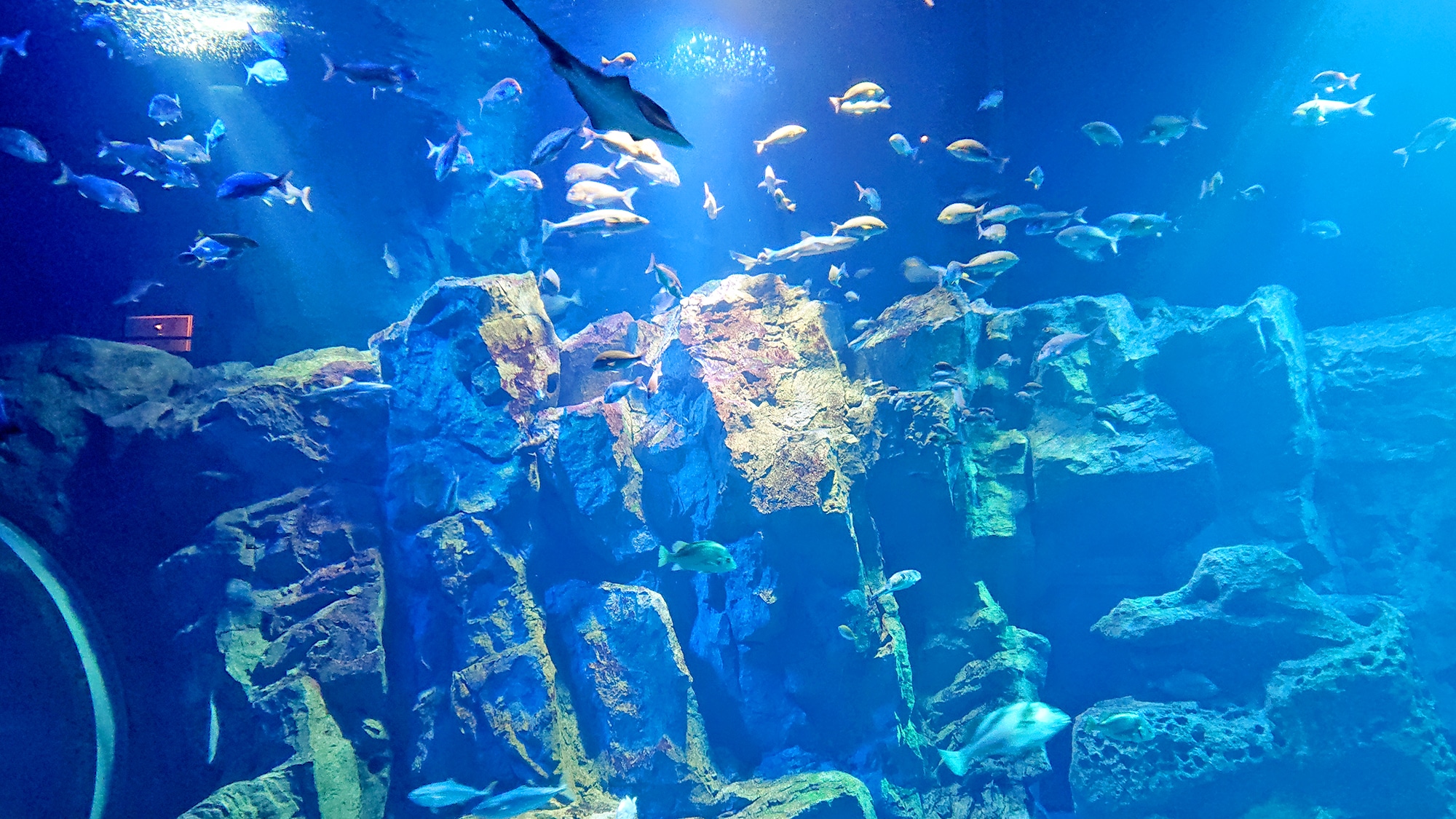 「GAO」大型水族館 水族館的水容量為800噸，展示著40個不同種類的約2000只生物。