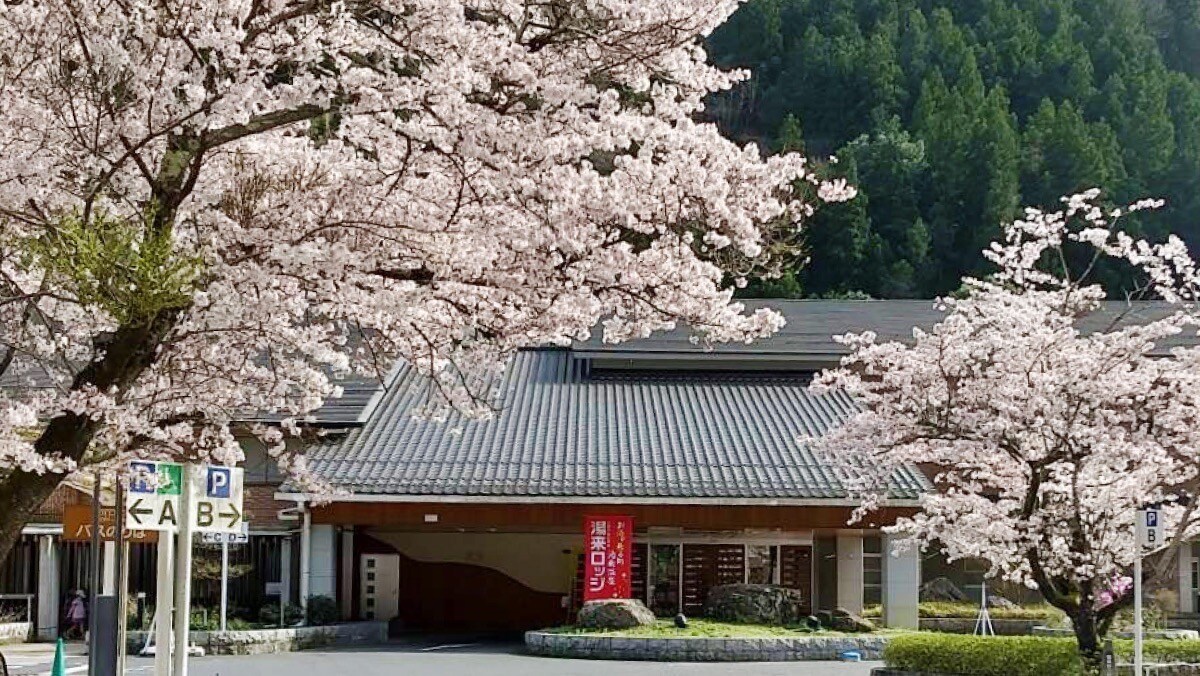 Front entrance cherry blossoms