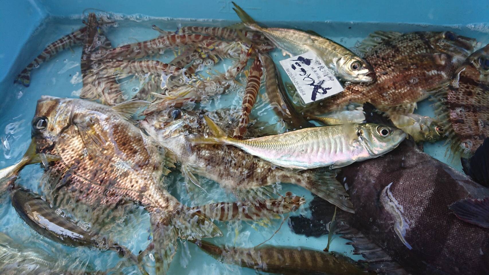Local fish of Lake Irago