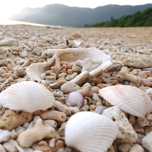 Bãi biển Haemida và Vỏ sò