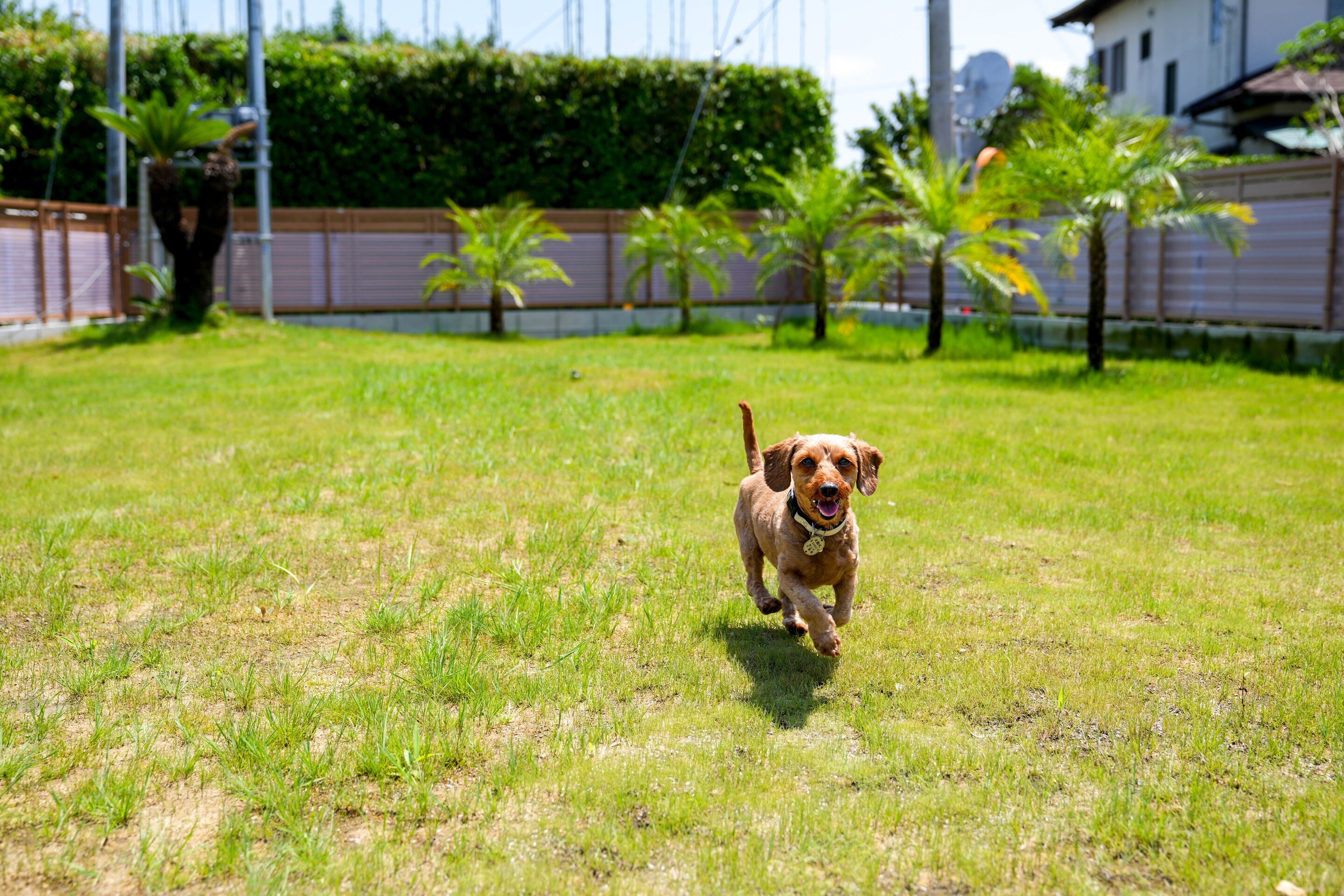 Dog run