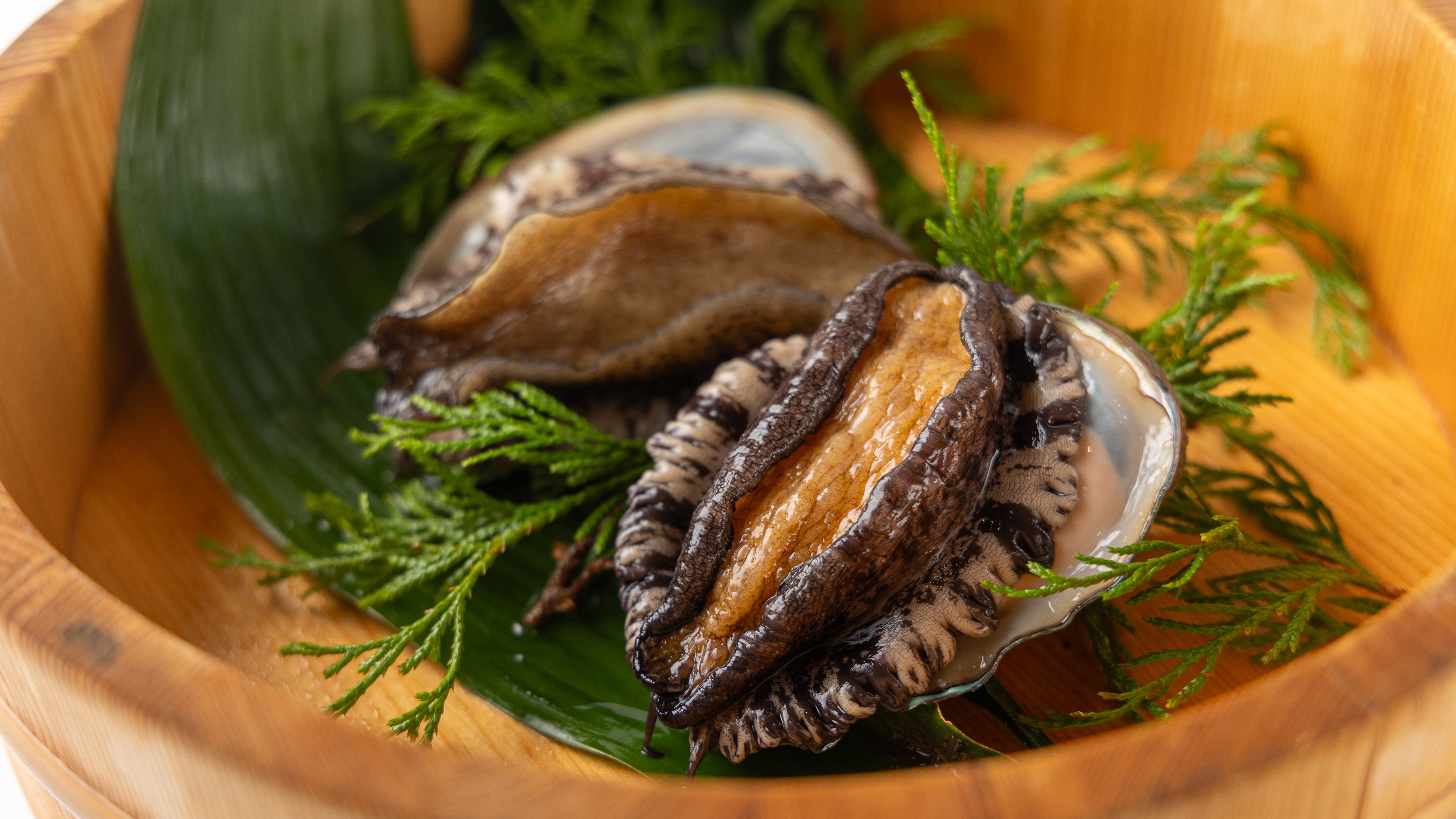 Live abalone