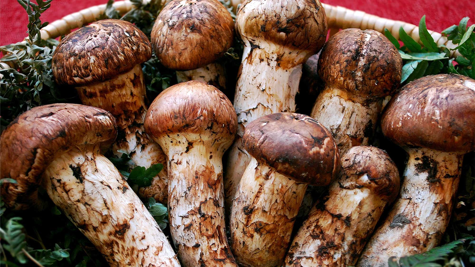 【岩泉まつたけ】「岩泉まつたけマイスター」が太鼓判を押す良質な松茸を当館でもご提供しております。