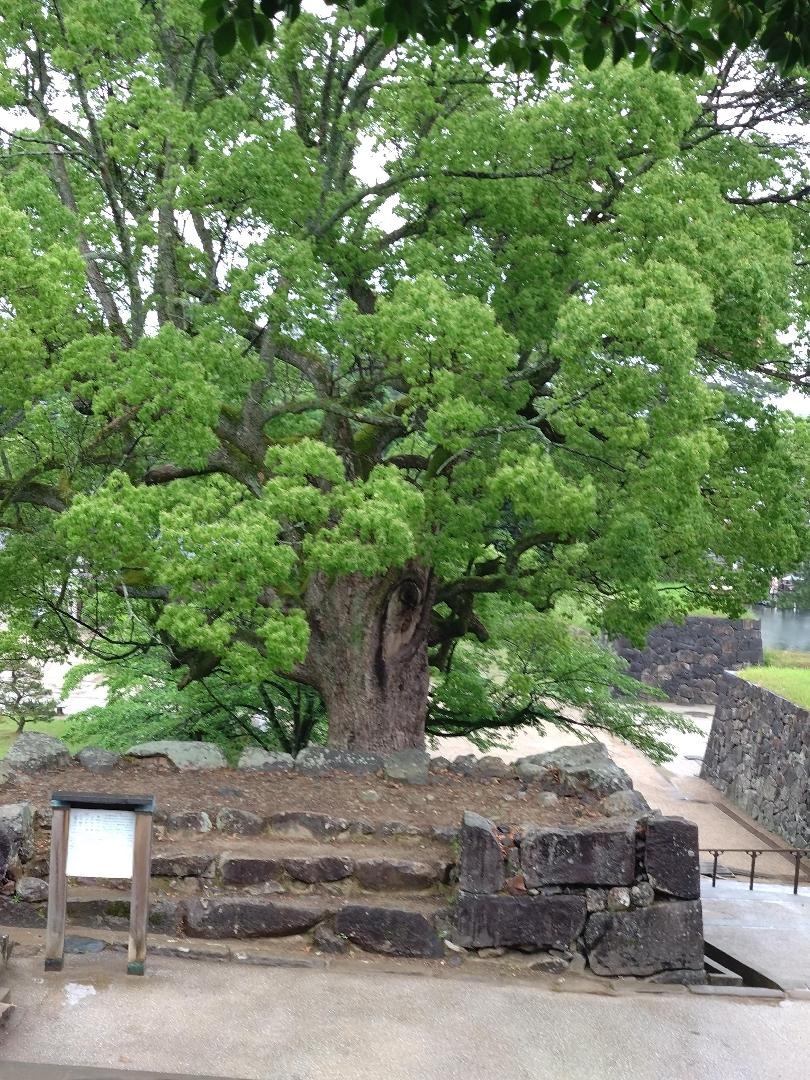 profile