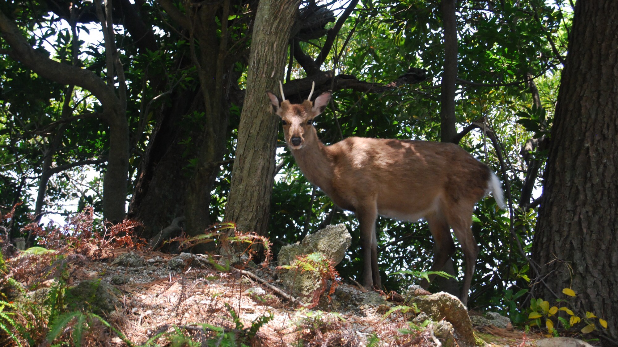 * [Seibu Forest Road] A World Heritage Site, 51 minutes by car. Many animals live here, including deer and monkeys.