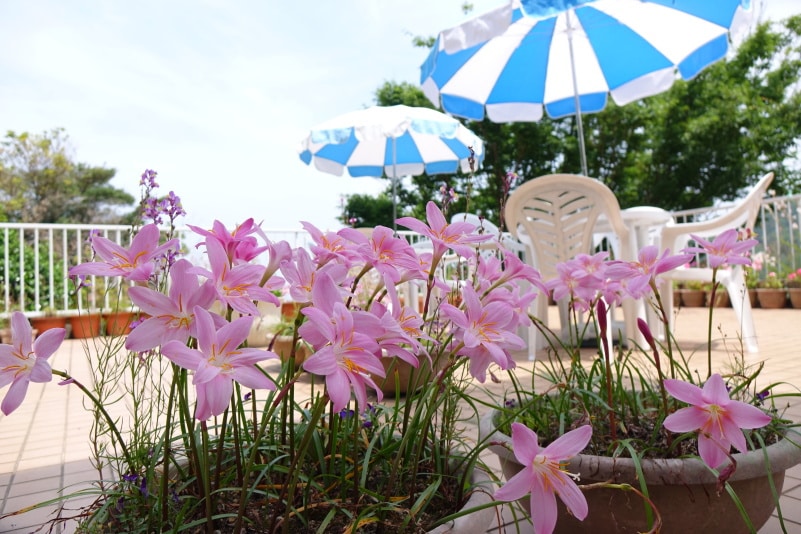 Terrace Flowers and Parasols