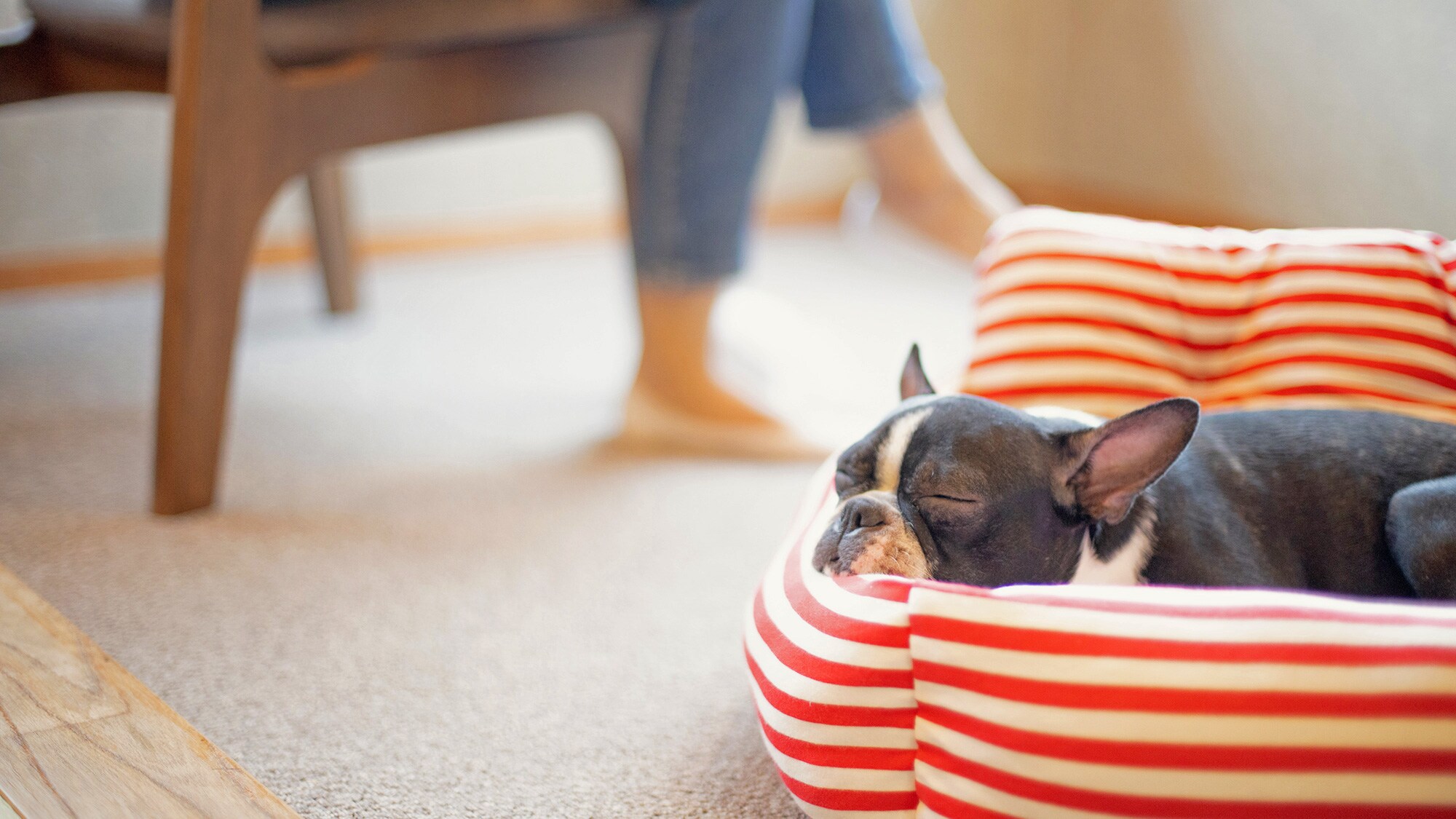 [Menginap bersama anjing kesayangan Anda] Di Hachinobo, Anda dapat bersantai di kamar bersama anjing Anda.