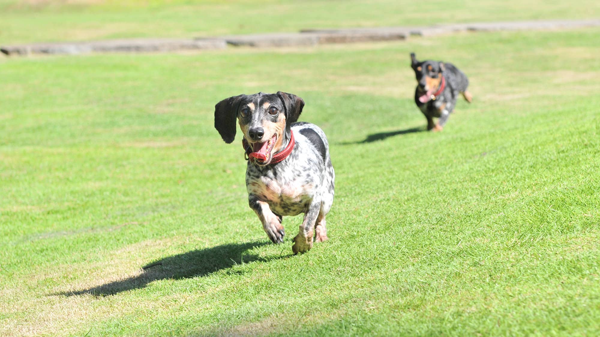 Dog Garden