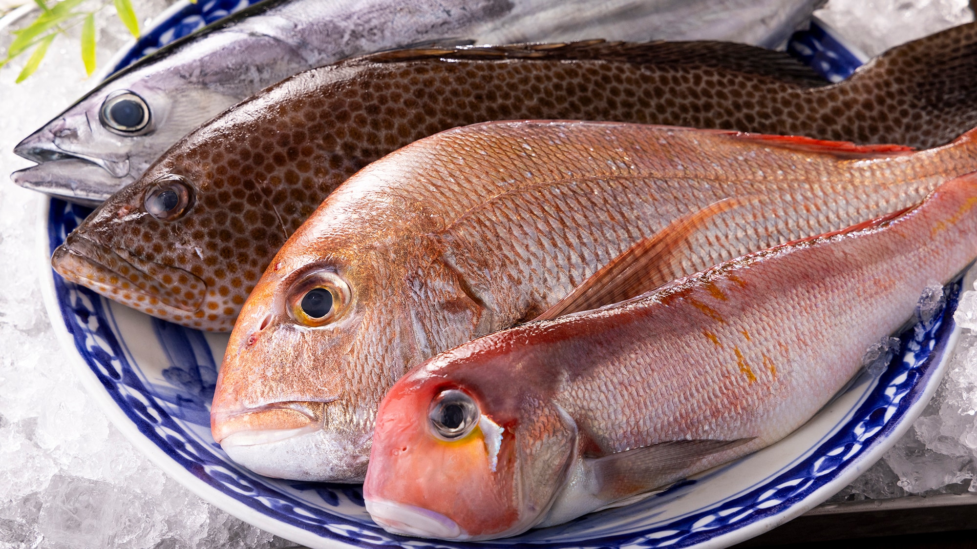 [Kaiseki Serakah] Makanan lezat dari pegunungan dan laut! “Shabu-shabu ikan lokal” dan “shabu-shabu babi Kurobuta” di mana Anda dapat menikmati “musiman” secara keseluruhan.