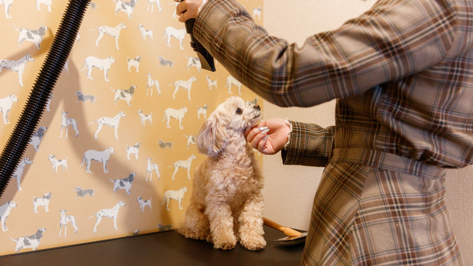 [WAN Suite] A room with a bathtub and pet dry room for dogs