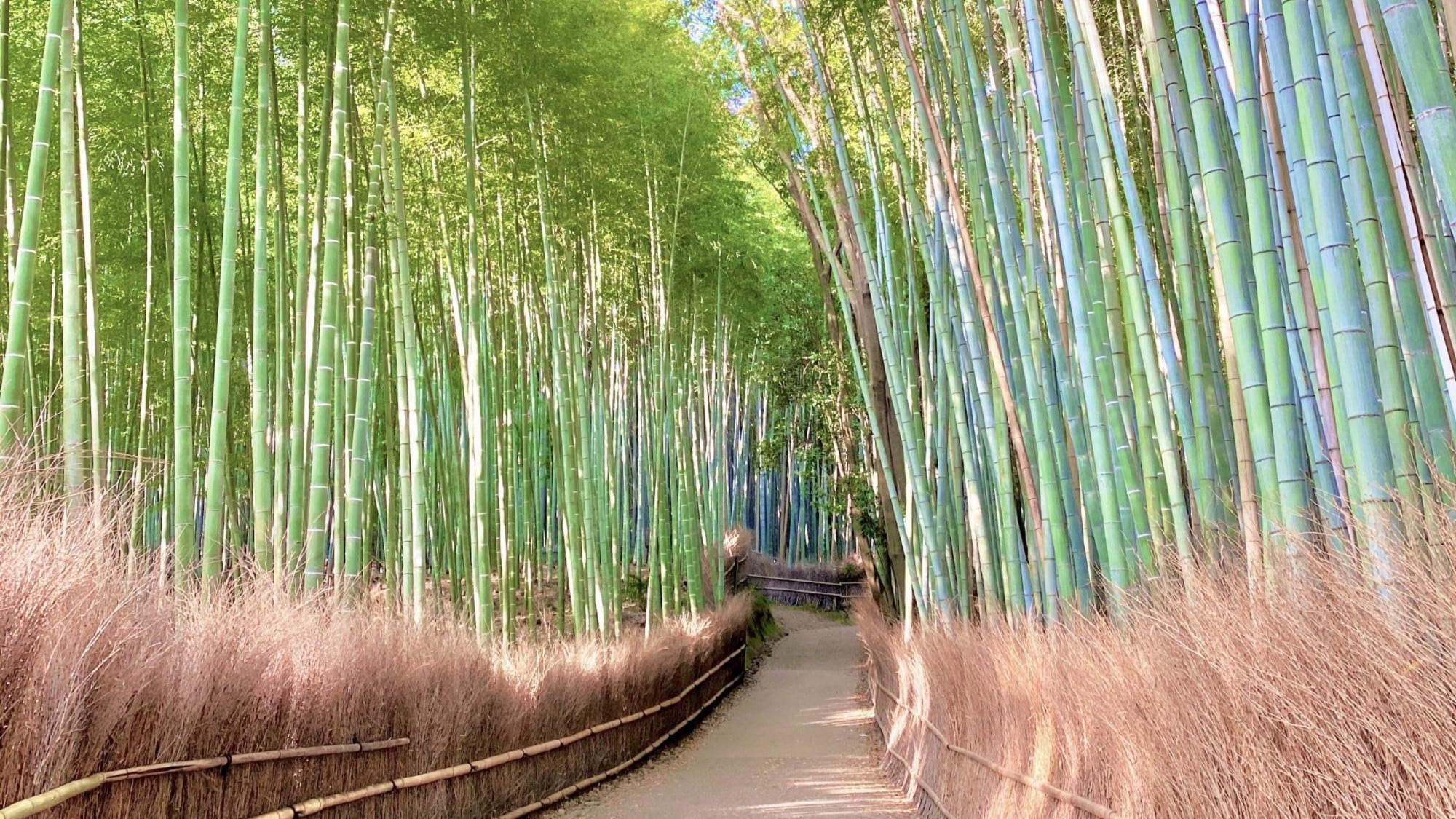 ◆ Small diameter of bamboo forest in Arashiyama