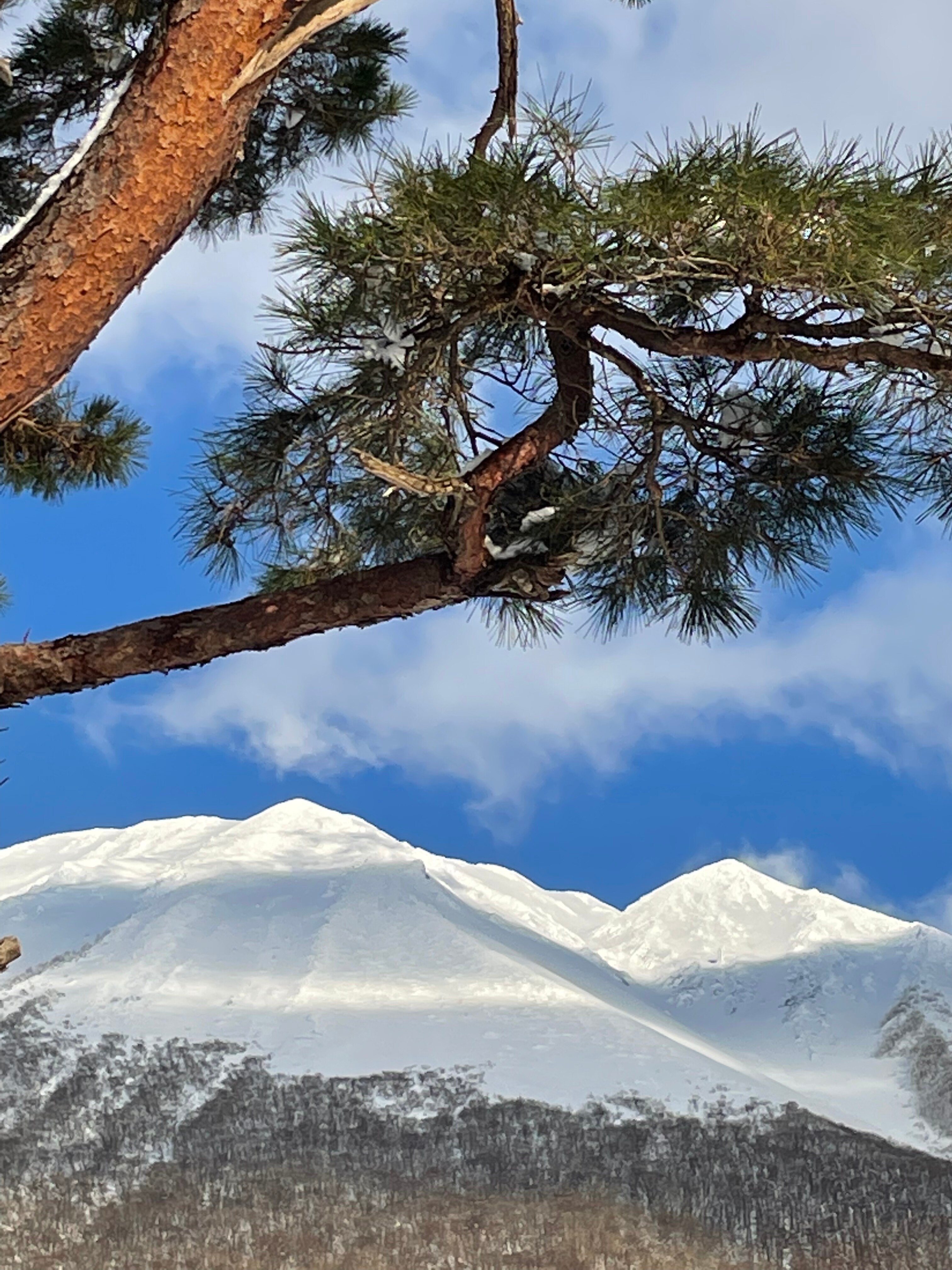Mt. Oyama and pine trees, ukiyo-e?
