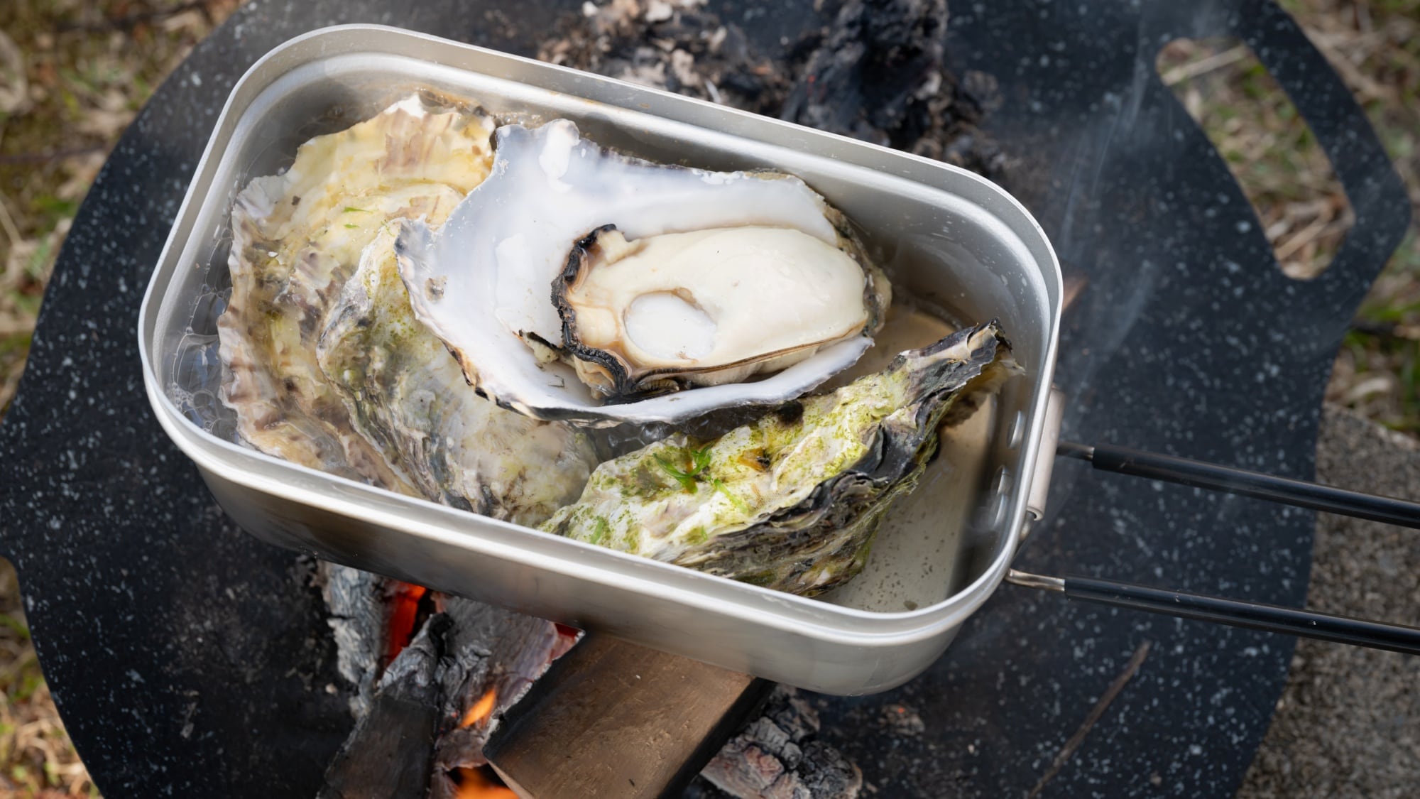 oyster