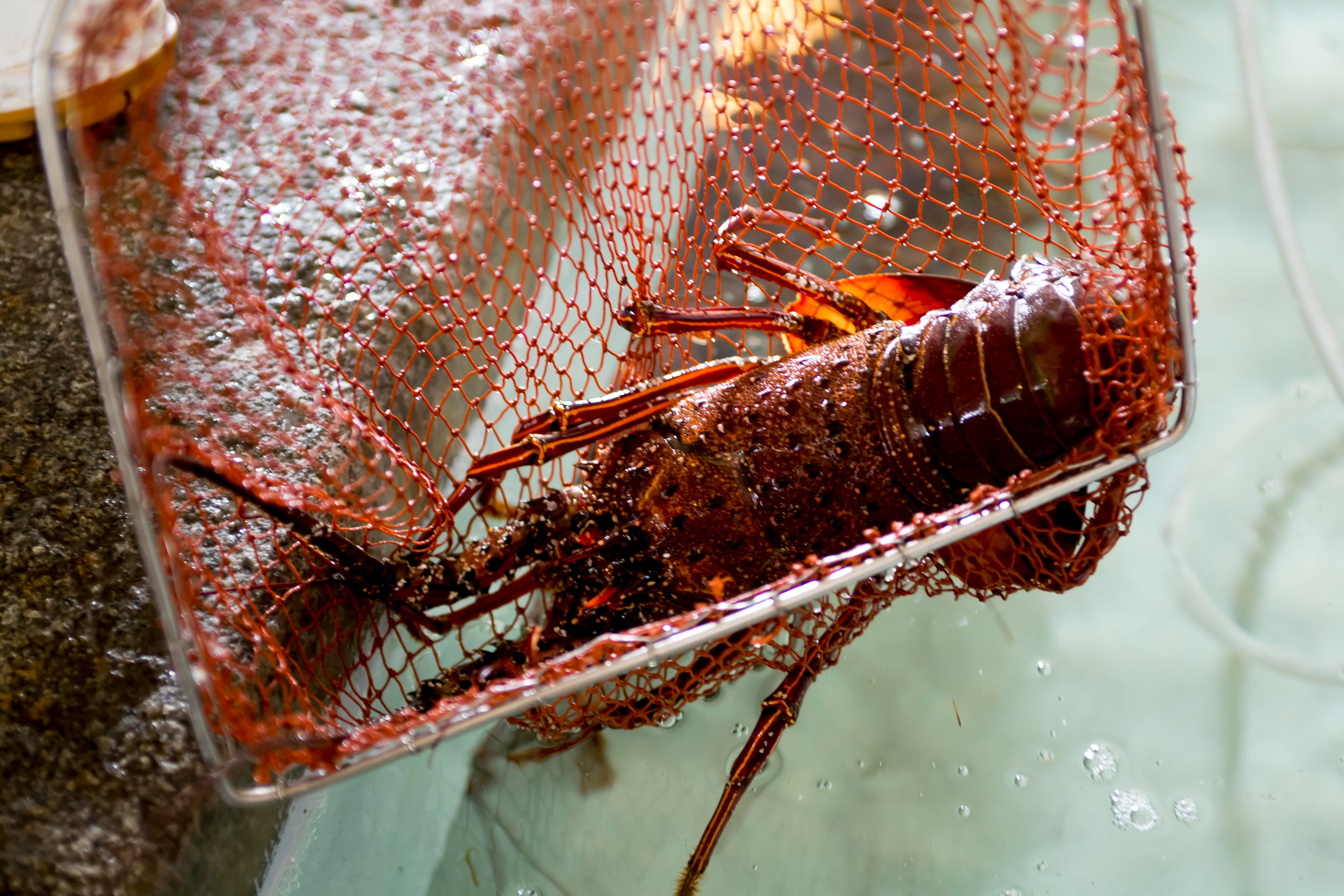 spiny lobster