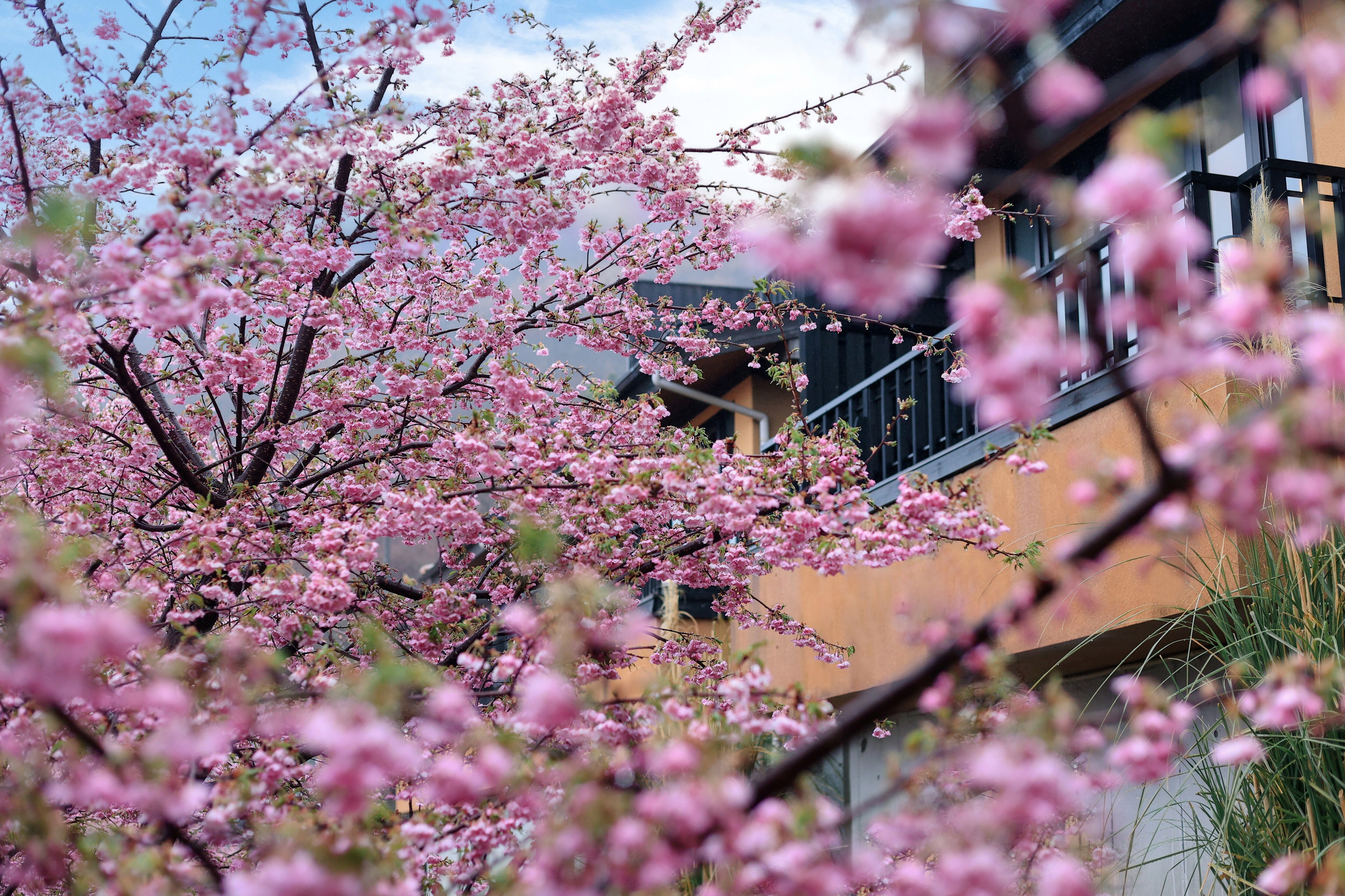 Kawazu Cherry Blossom Festival