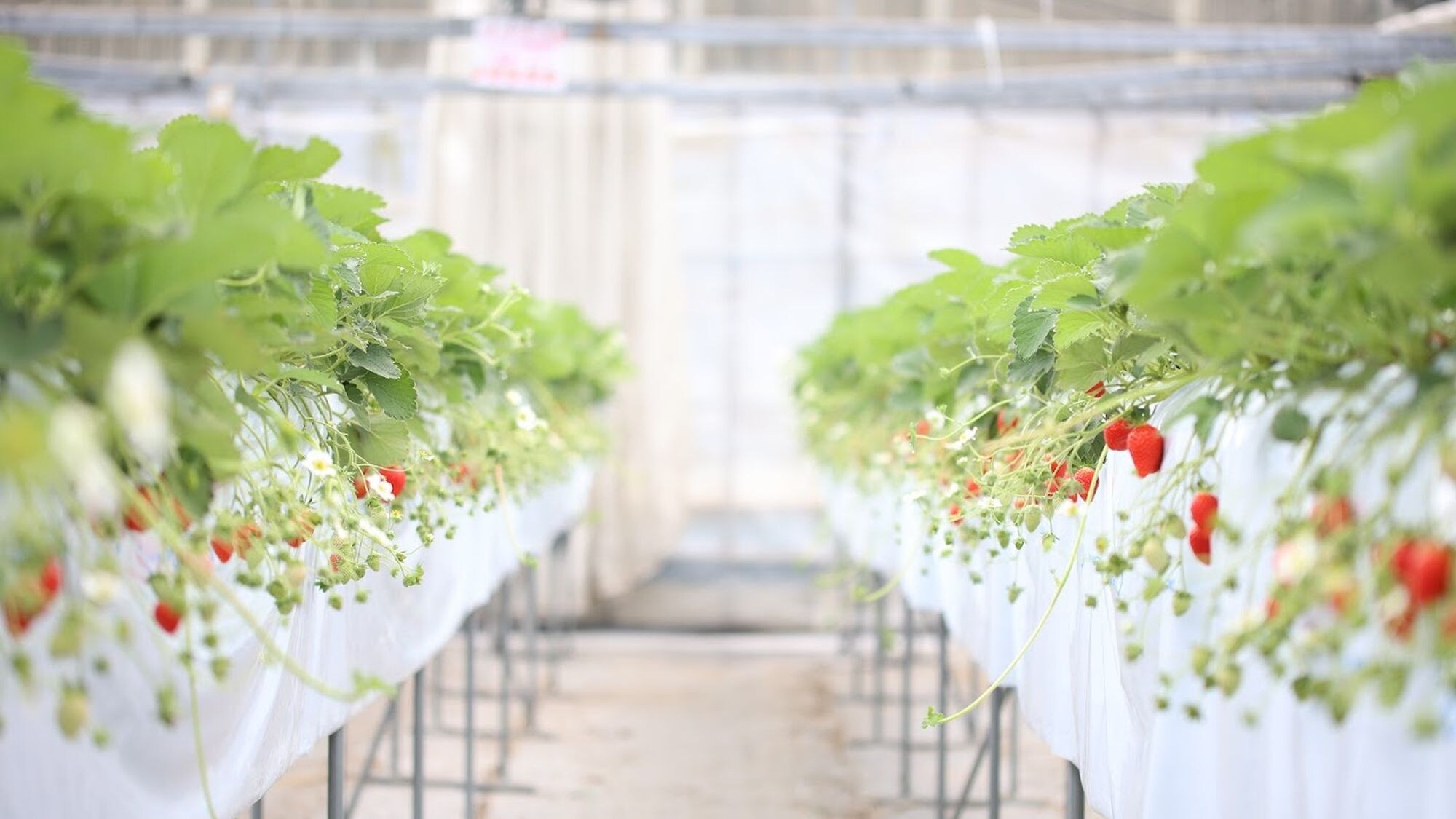 Nikken Farm Image