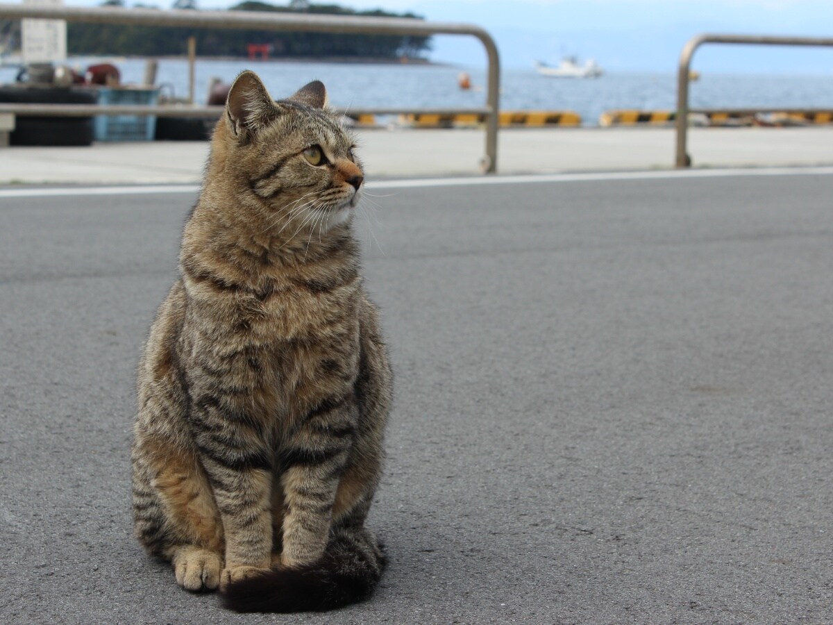 도다 항 간판 고양이 만날 수 있으면 좋은 일 일어날지도!