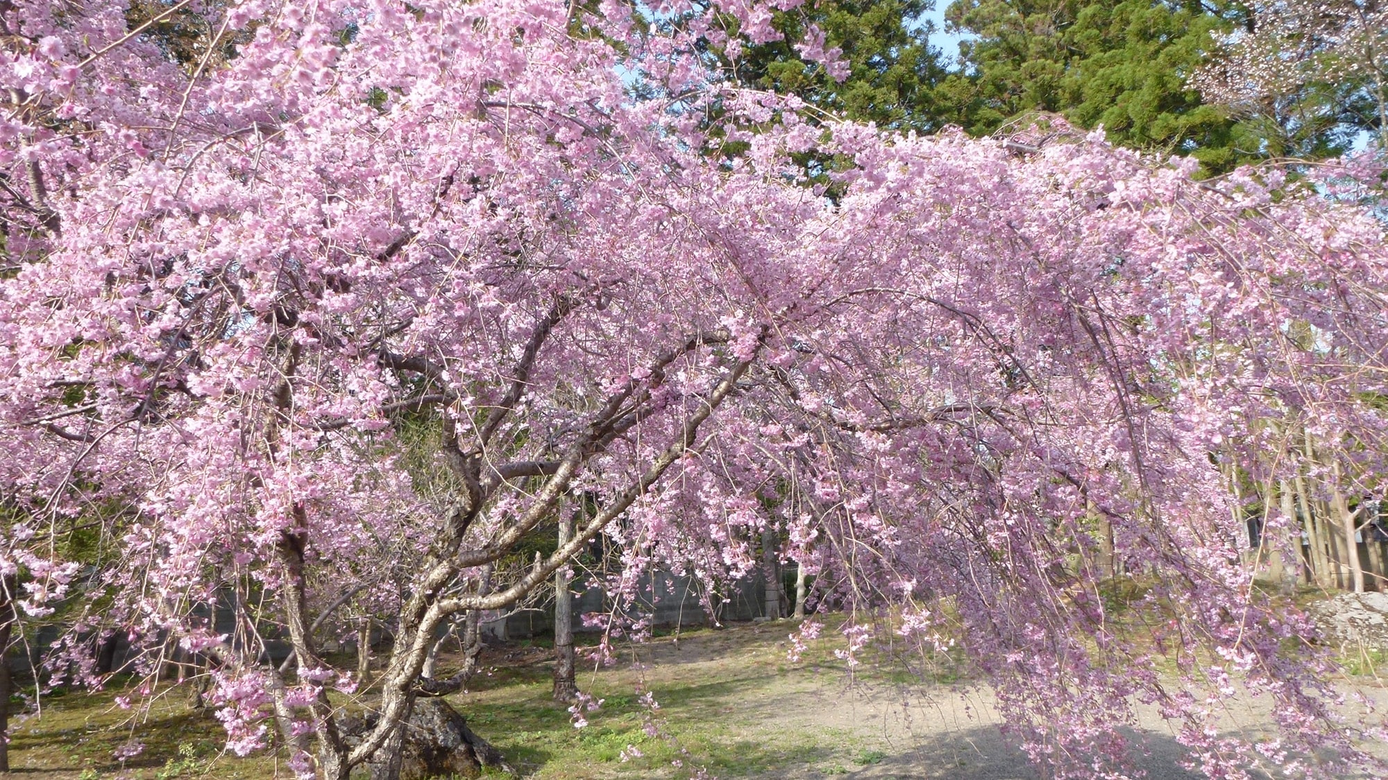 *In spring, the weeping cherry blossoms bloom beautifully.
