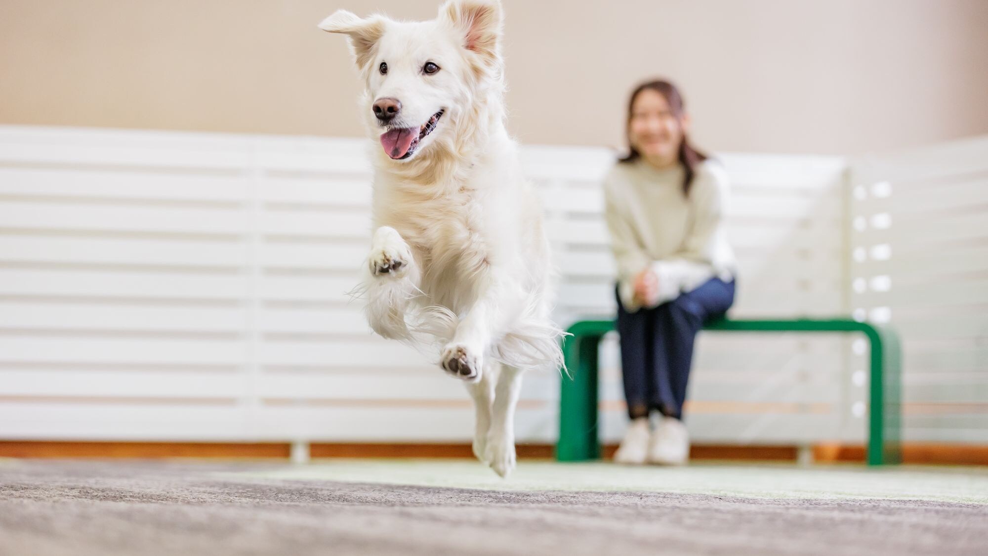 [ในร่ม] วิ่งเล่นสุนัข