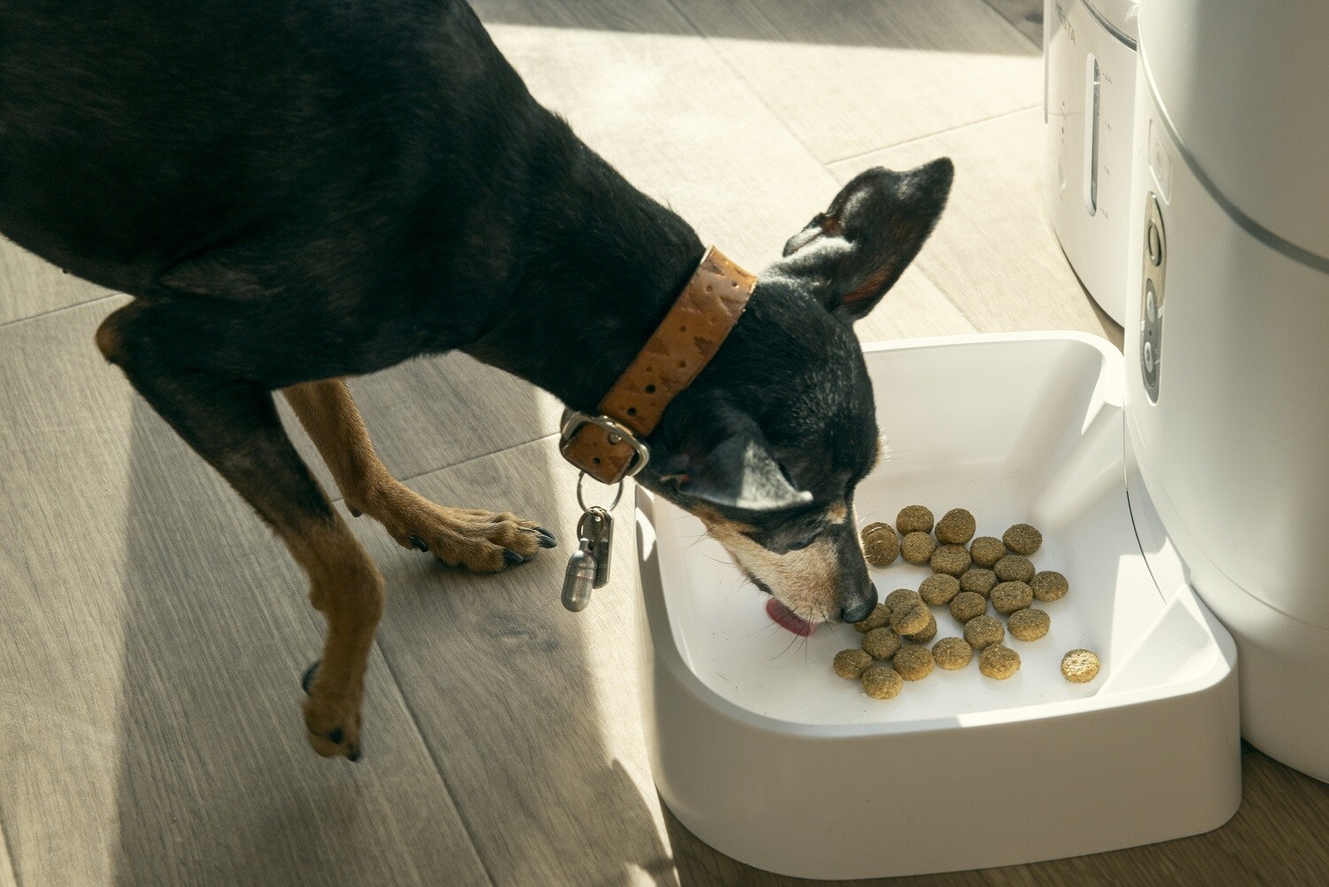 Dog 2