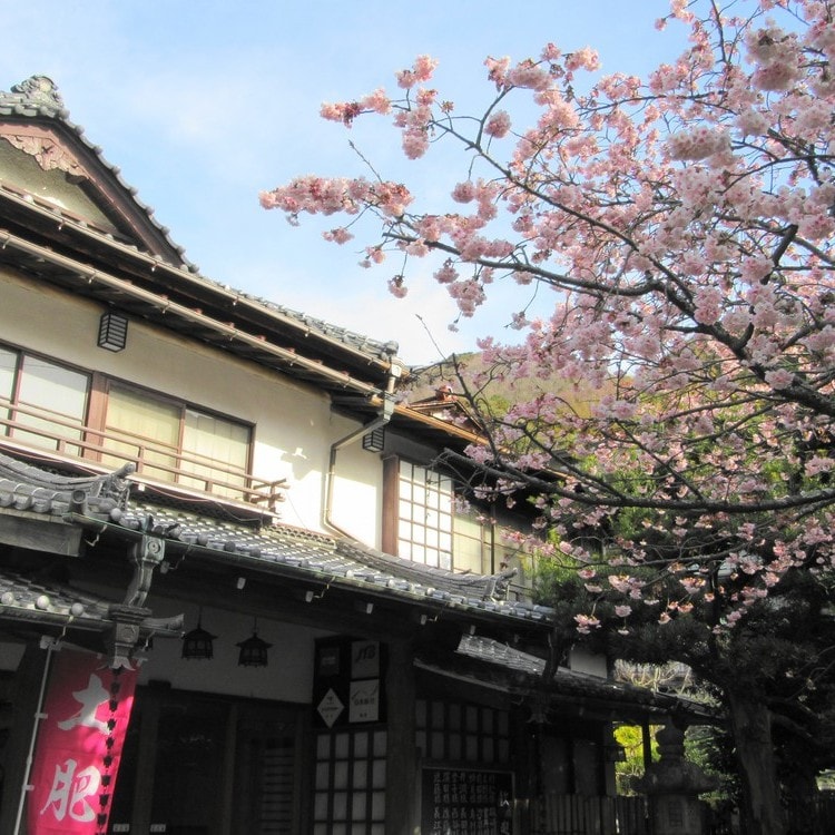 Sakura in front of the entrance Spring