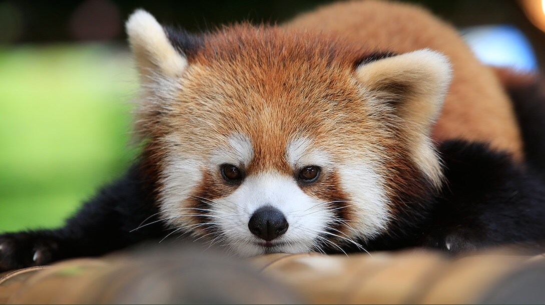 We are selling a plan that includes tickets to Nasu Animal Kingdom.