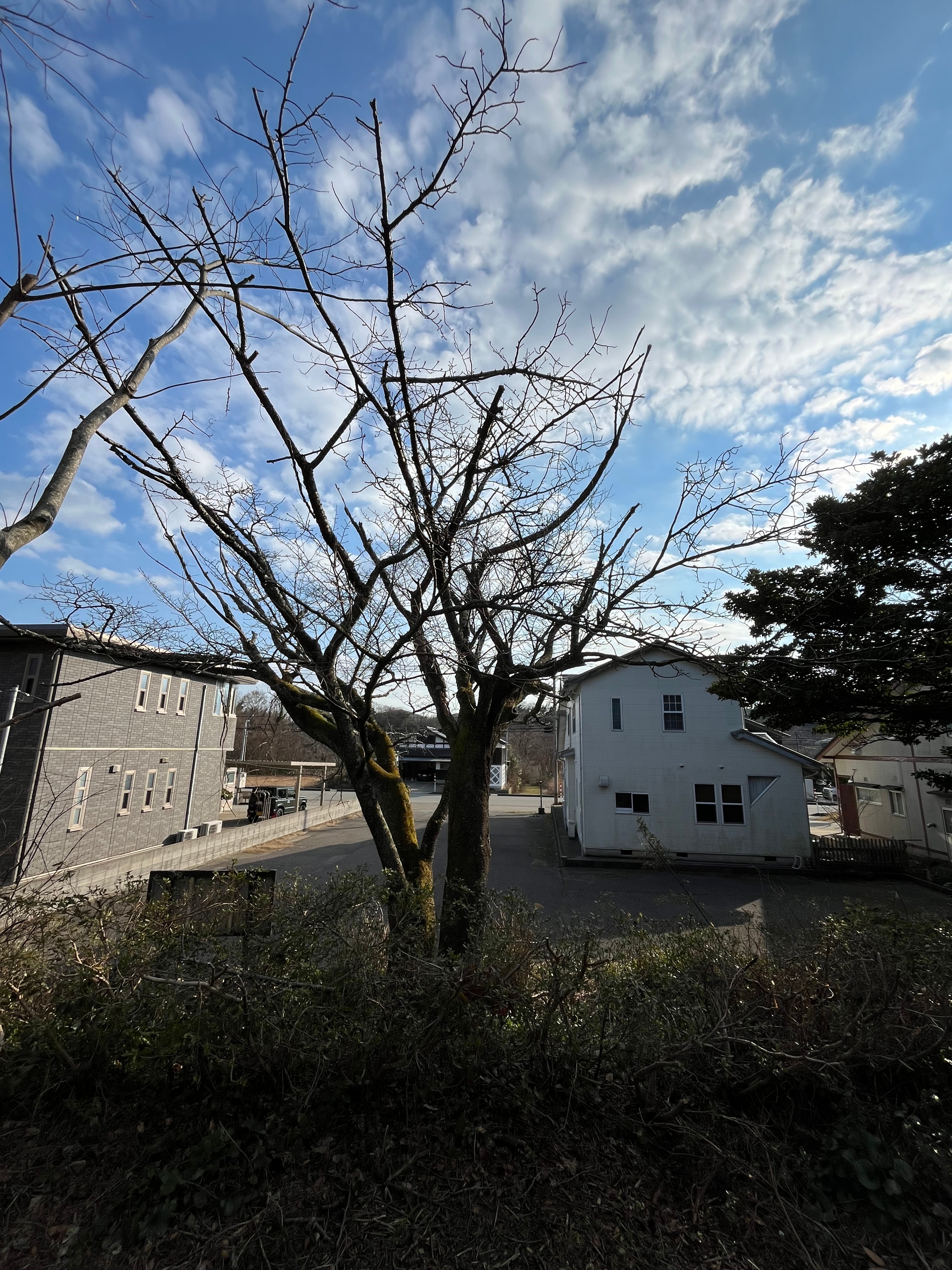 Hashitate Kikuzakura