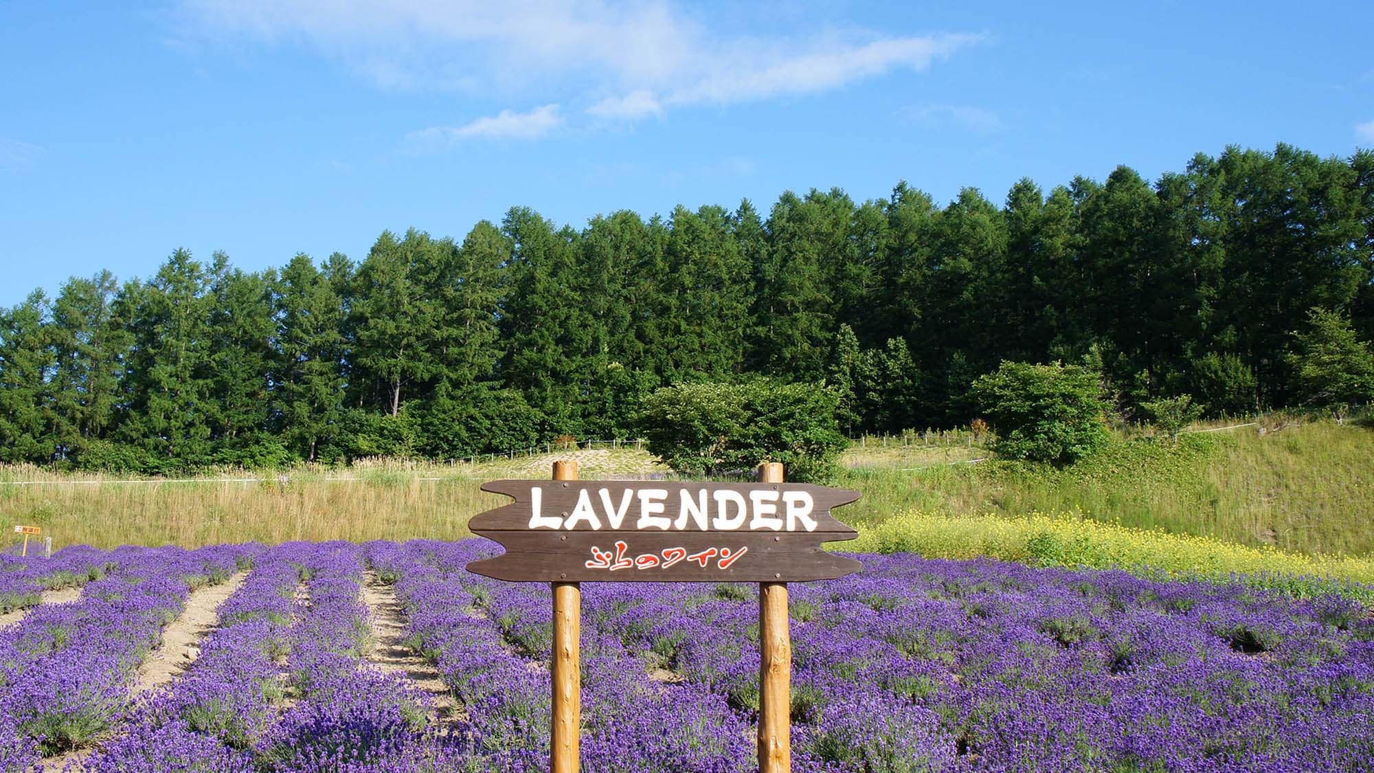 ・ Furano wine-like lavender field