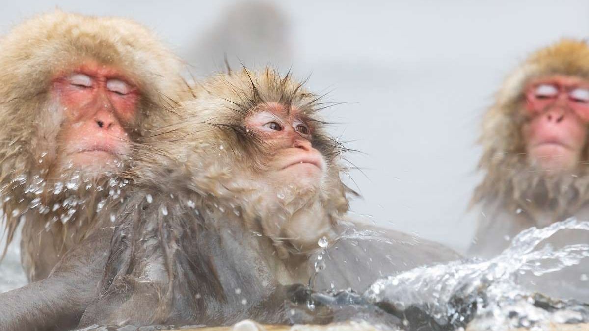  Let's go see the snow monkey! Excellent access to Jigokudani Wild Monkey Park