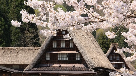 Cherry blossoms in full bloom Gassho-zukuri