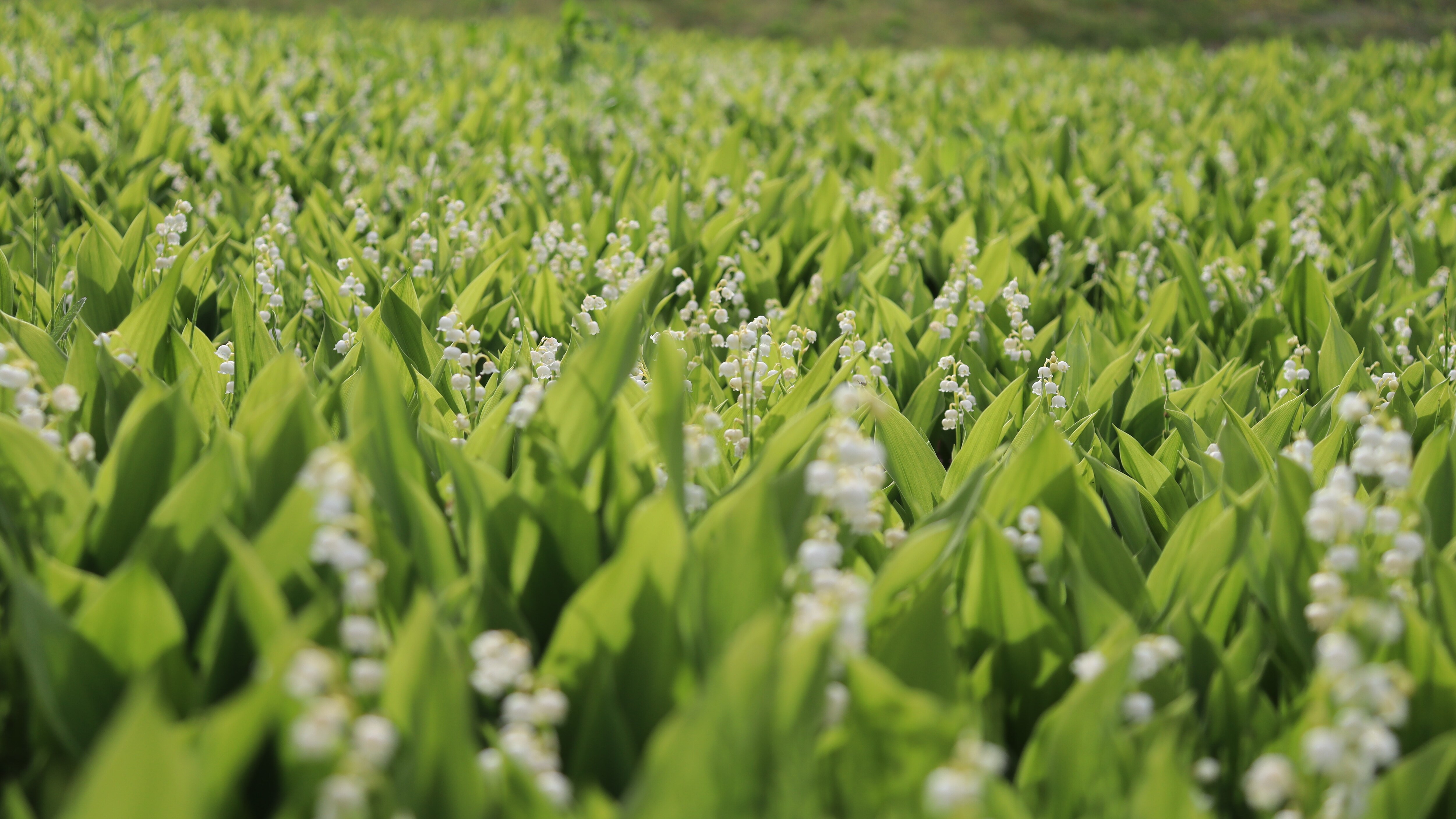Fujimi Panorama Resort. A cluster of lilies of the valley