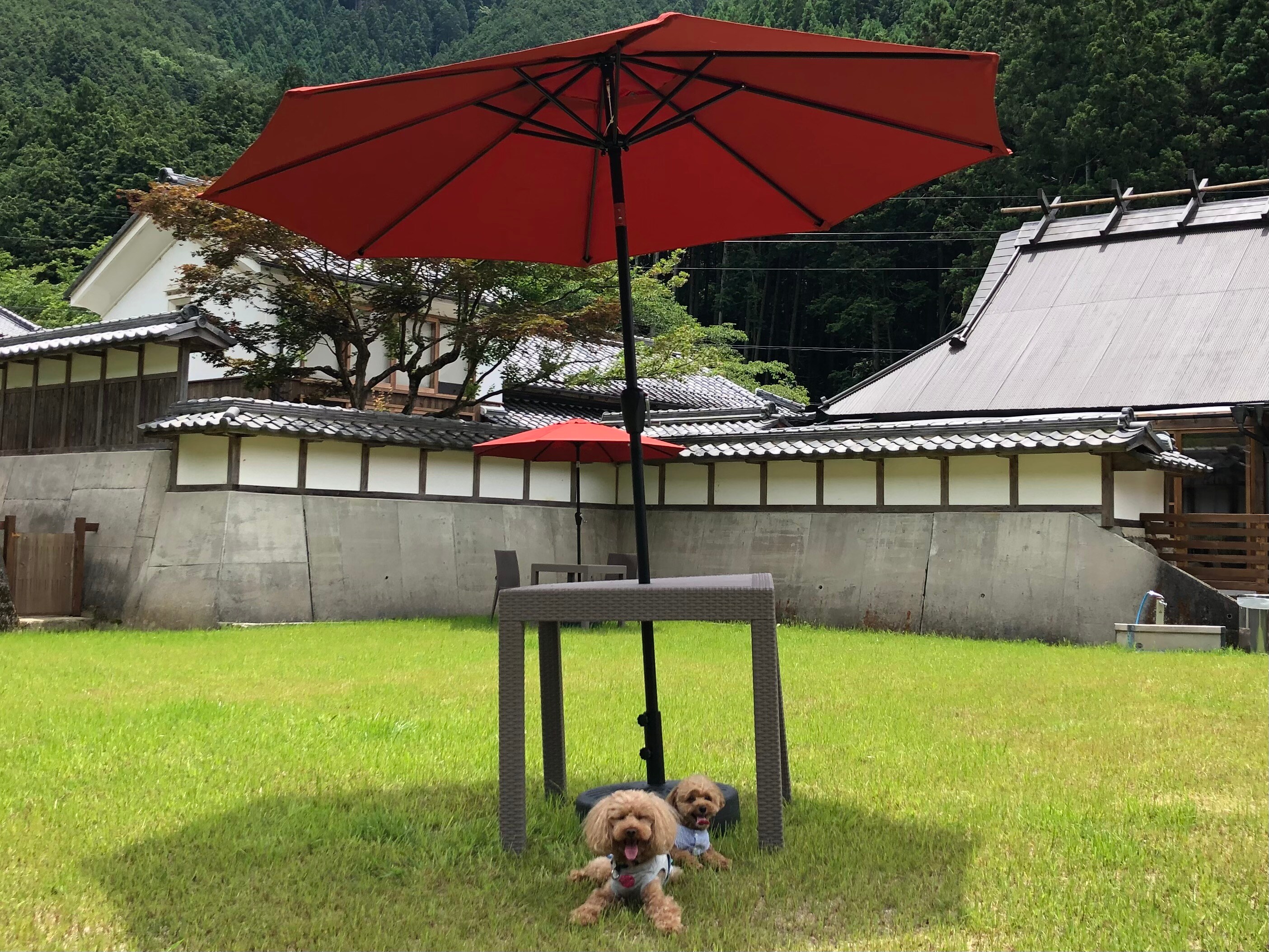 Dog run