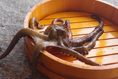 Common Octopus