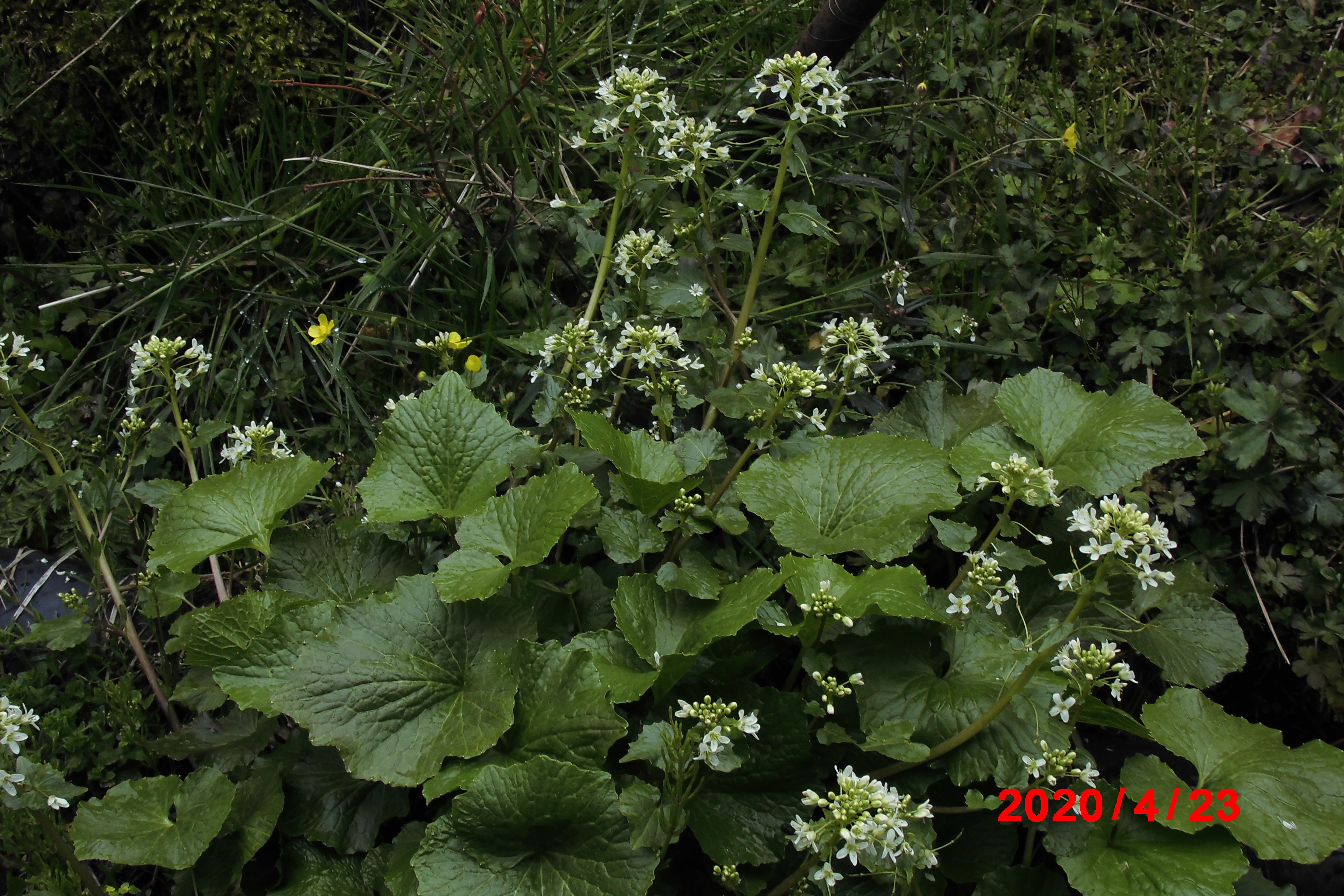 Wasabi flowers in the garden