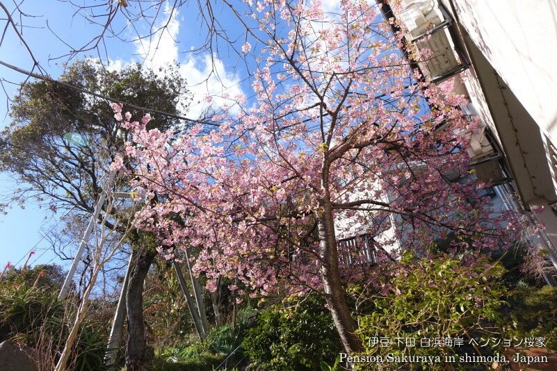 Taman Sakuraya: Bunga sakura Kawazu dan langit