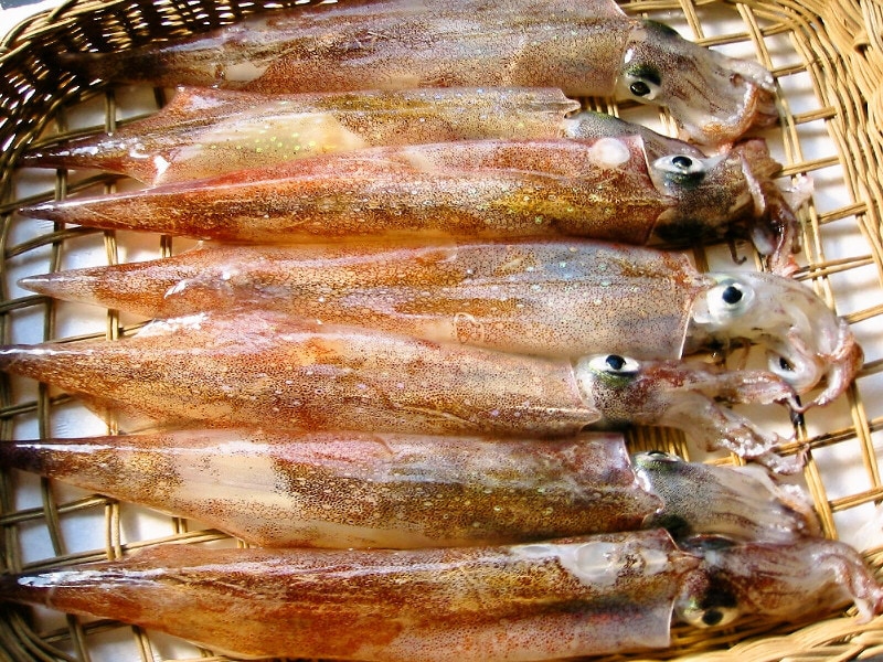 Squid morning squid sashimi