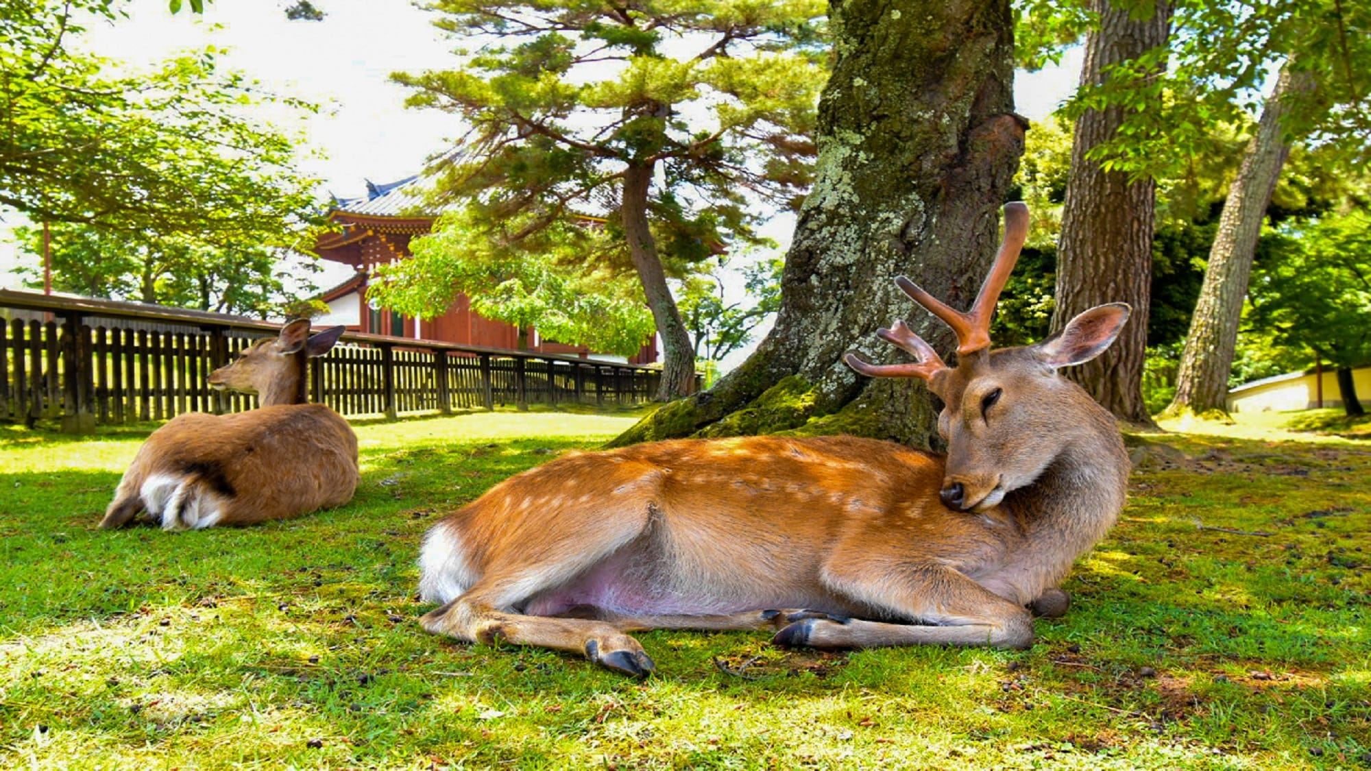 [Nara deer]
