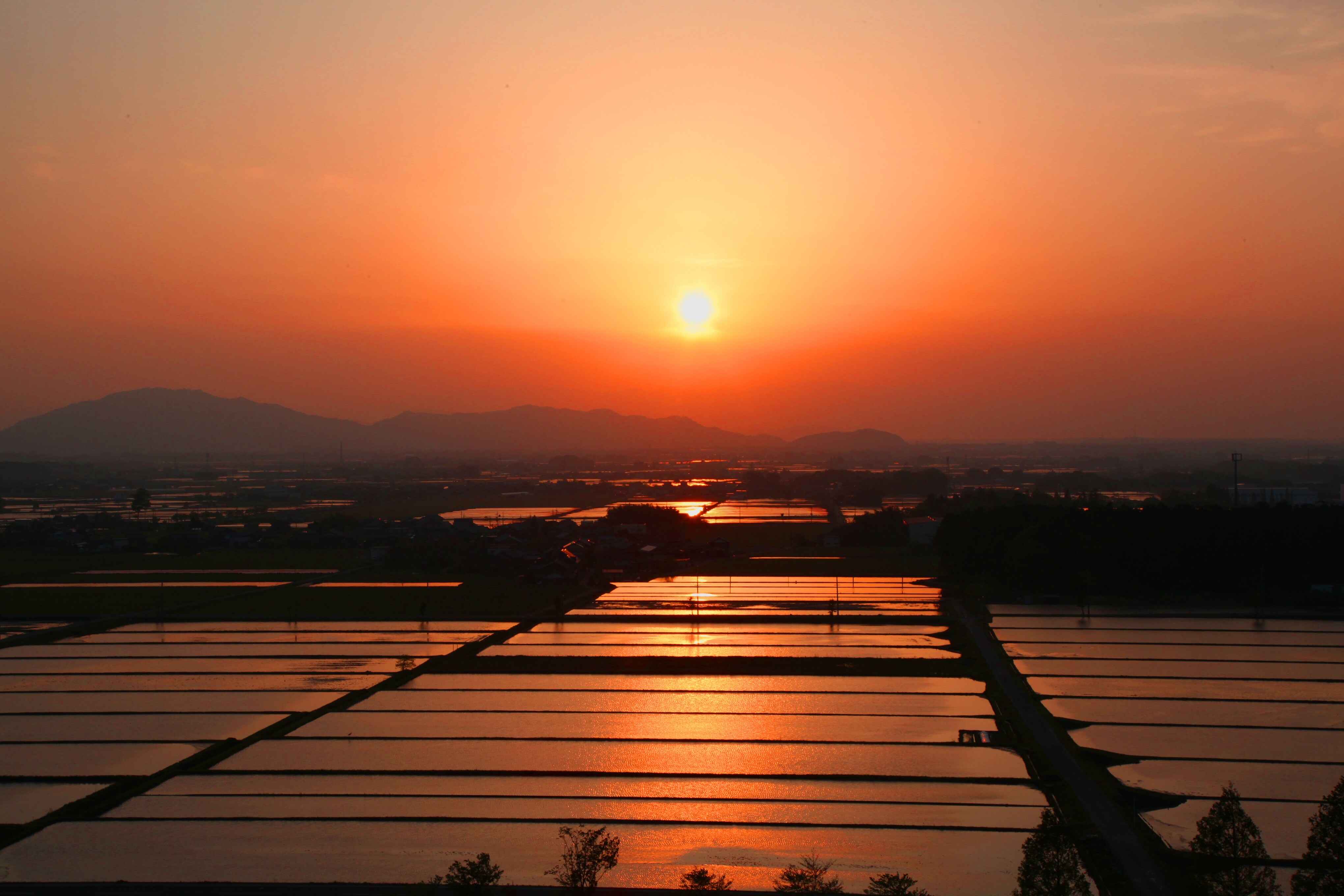 六月美麗的夕陽。夕陽照耀著稻田。