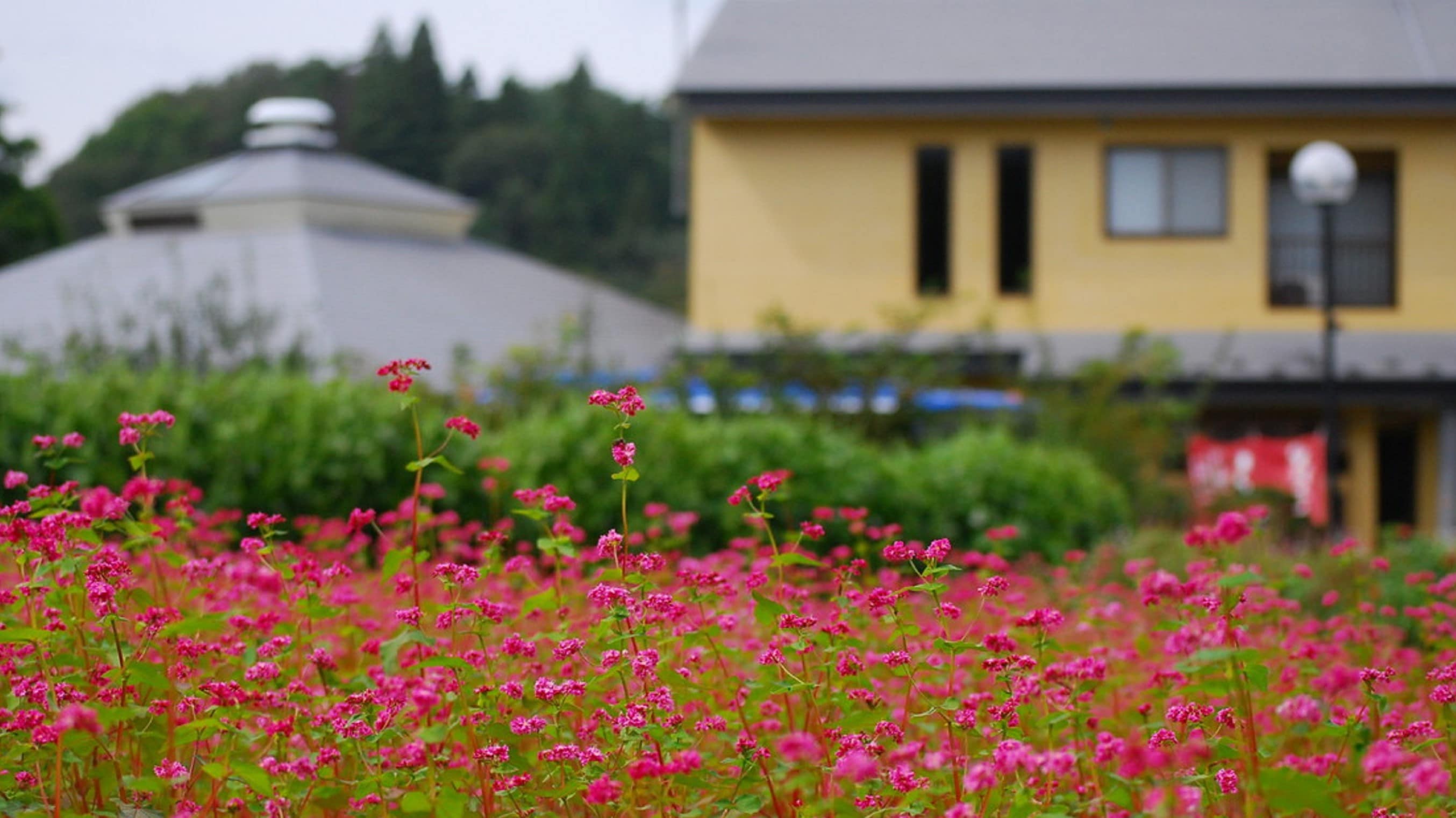 ลักษณะที่ปรากฏ_โซบะแดง