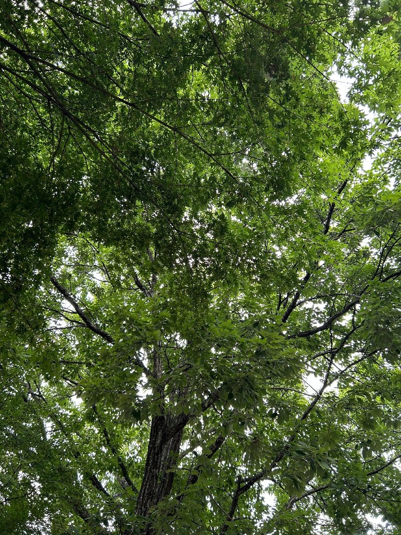 IMG_8081.jpeg