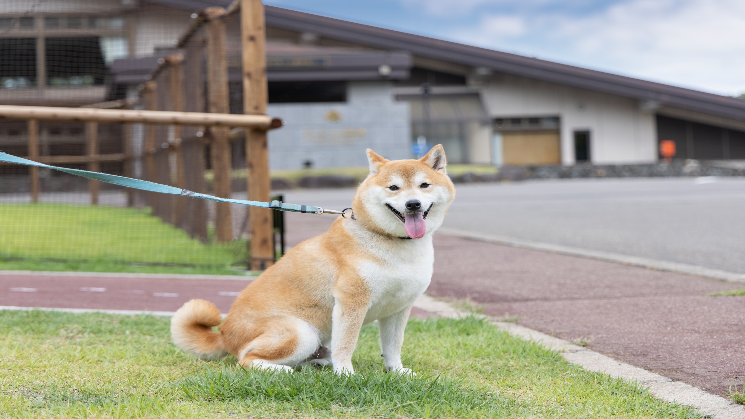 遛狗