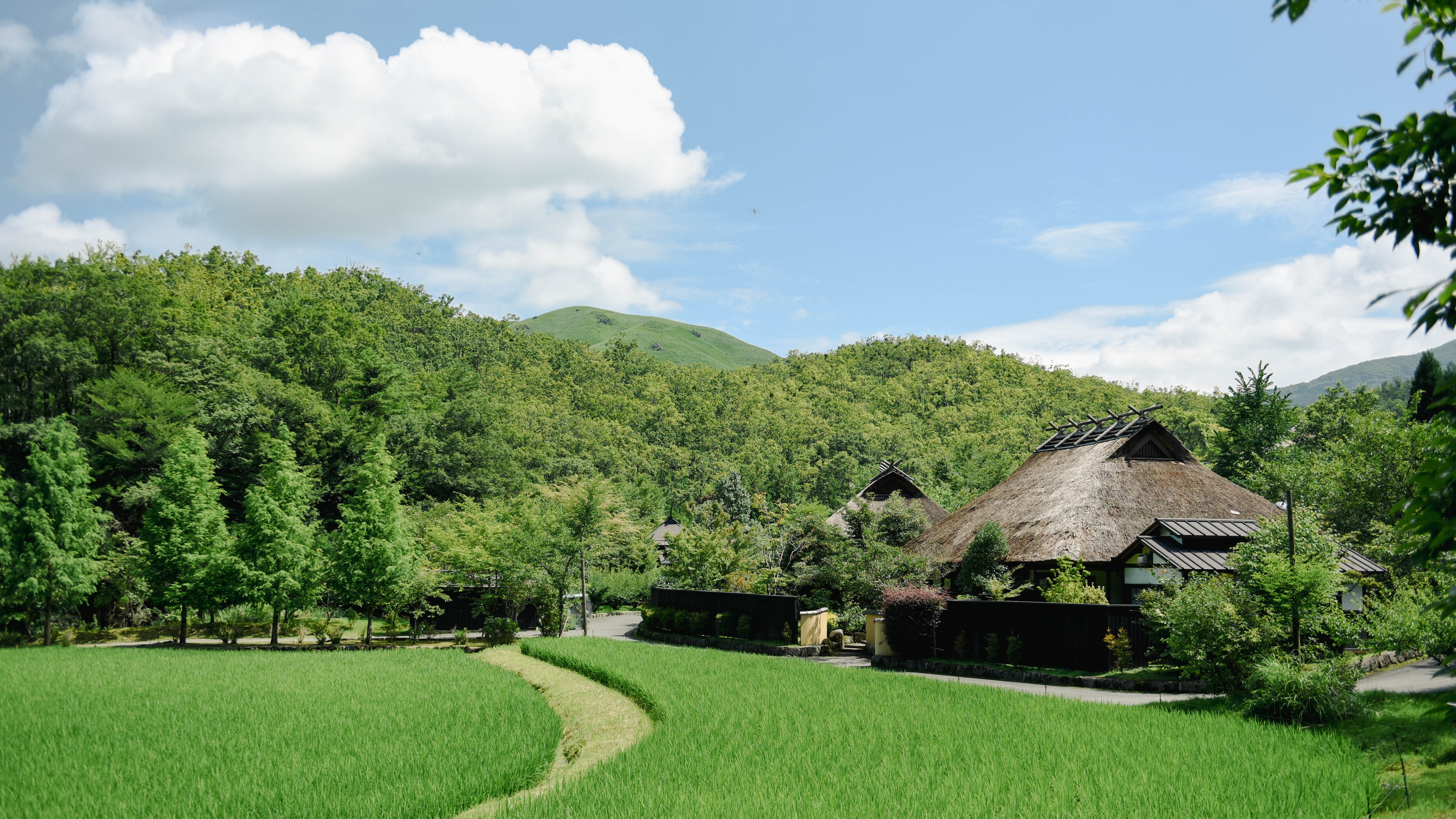 여름 하늘 아래, 벼가 바람에 흔들리고, 초가 집이 조용히 계절을 비추고 있습니다.
