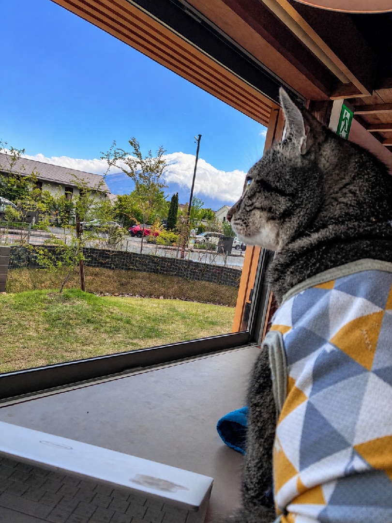 チッチ＆富士山.png