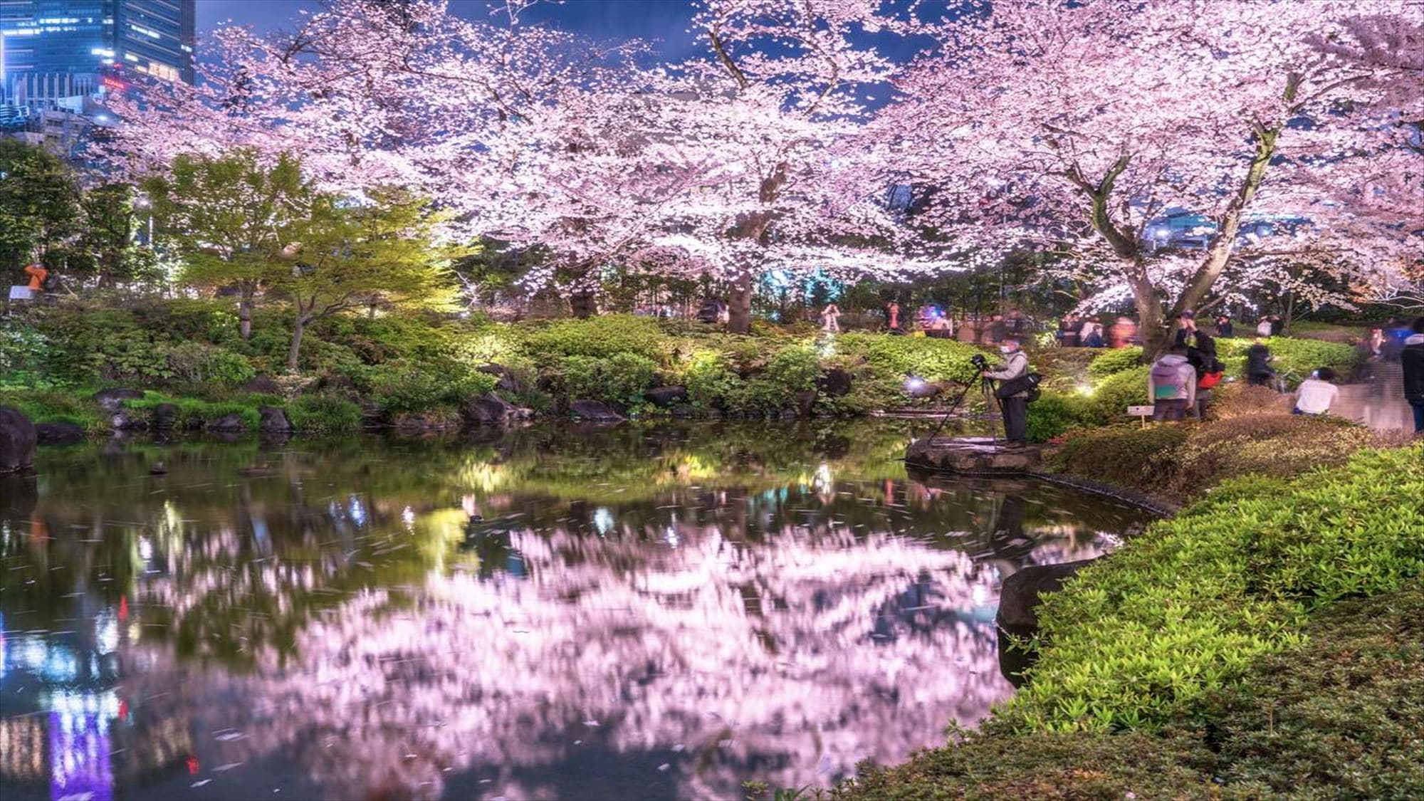 Roppongi Mori Garden is a 10 minute taxi ride away from the hotel! The cherry blossoms at night are beautiful!