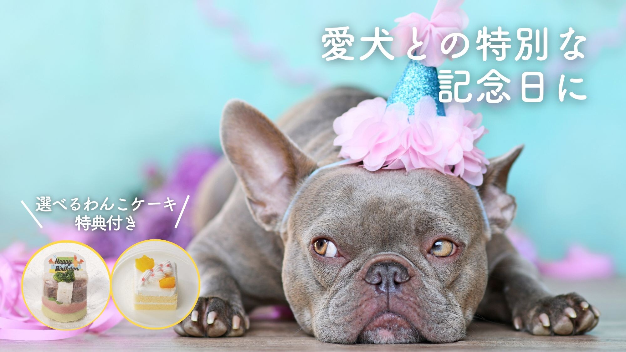 Anniversary plan with special benefits for your beloved dog