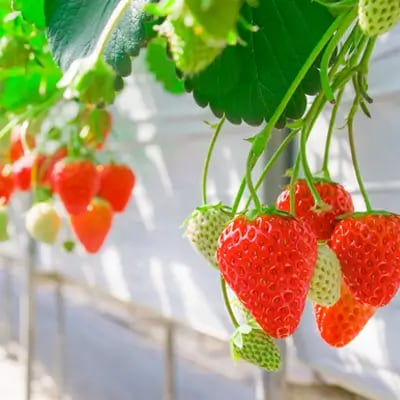 Komoro Nunobiki Strawberry Farm