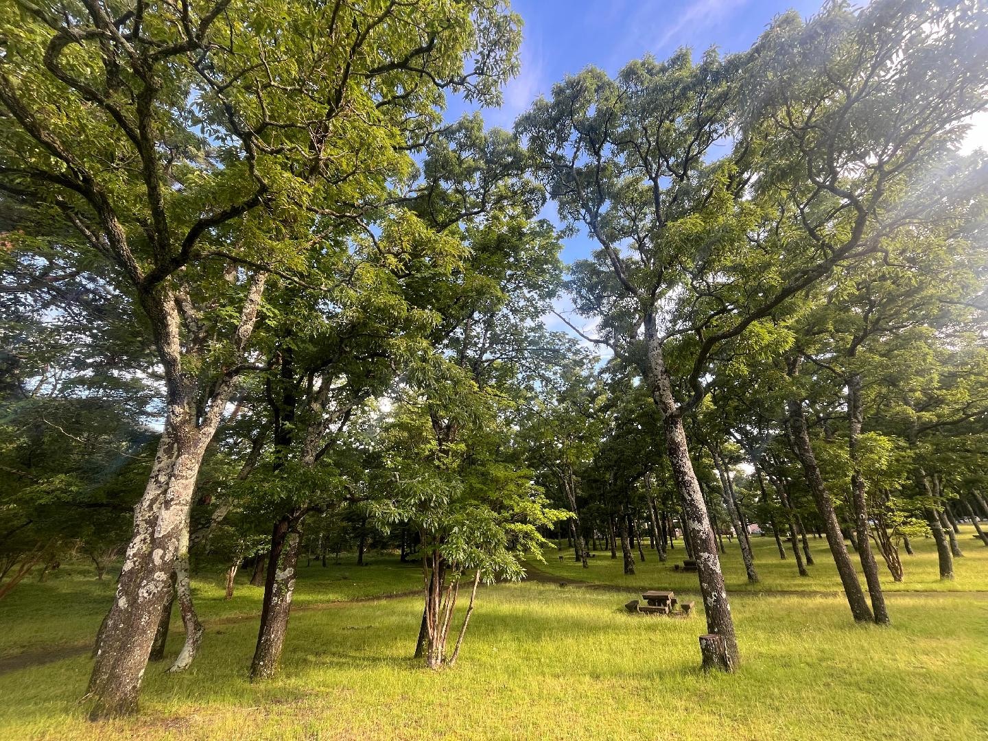 IMG_3705.jpeg